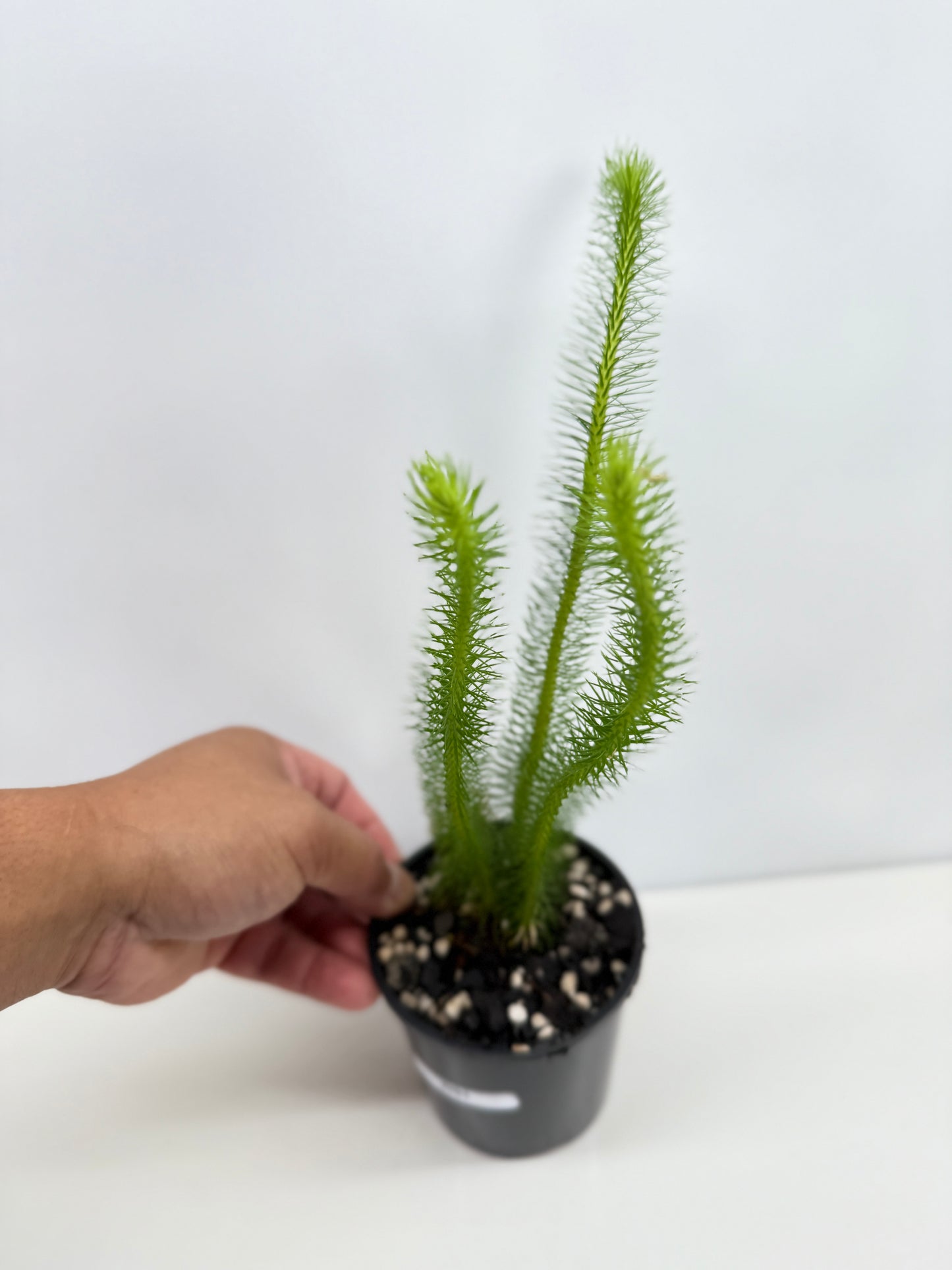 New Guinea Water Tassel Fern W81