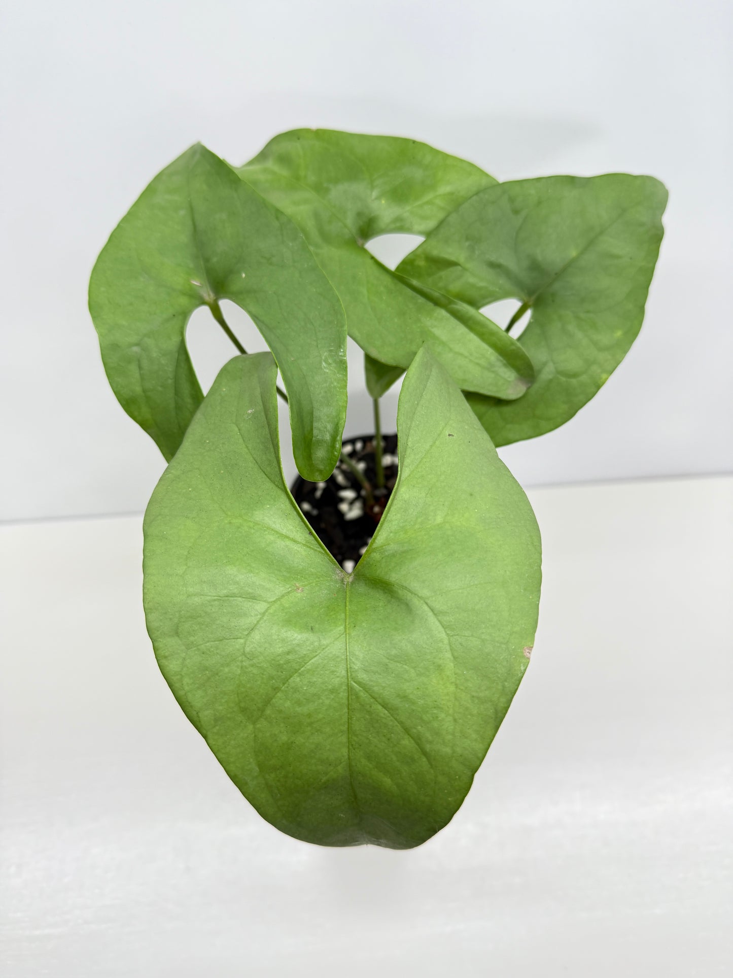 Anthurium Berriozabalense W82