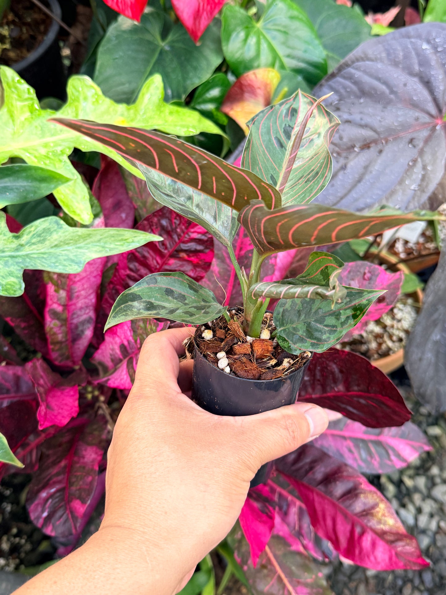 Aglaonema 'Red Army' P61
