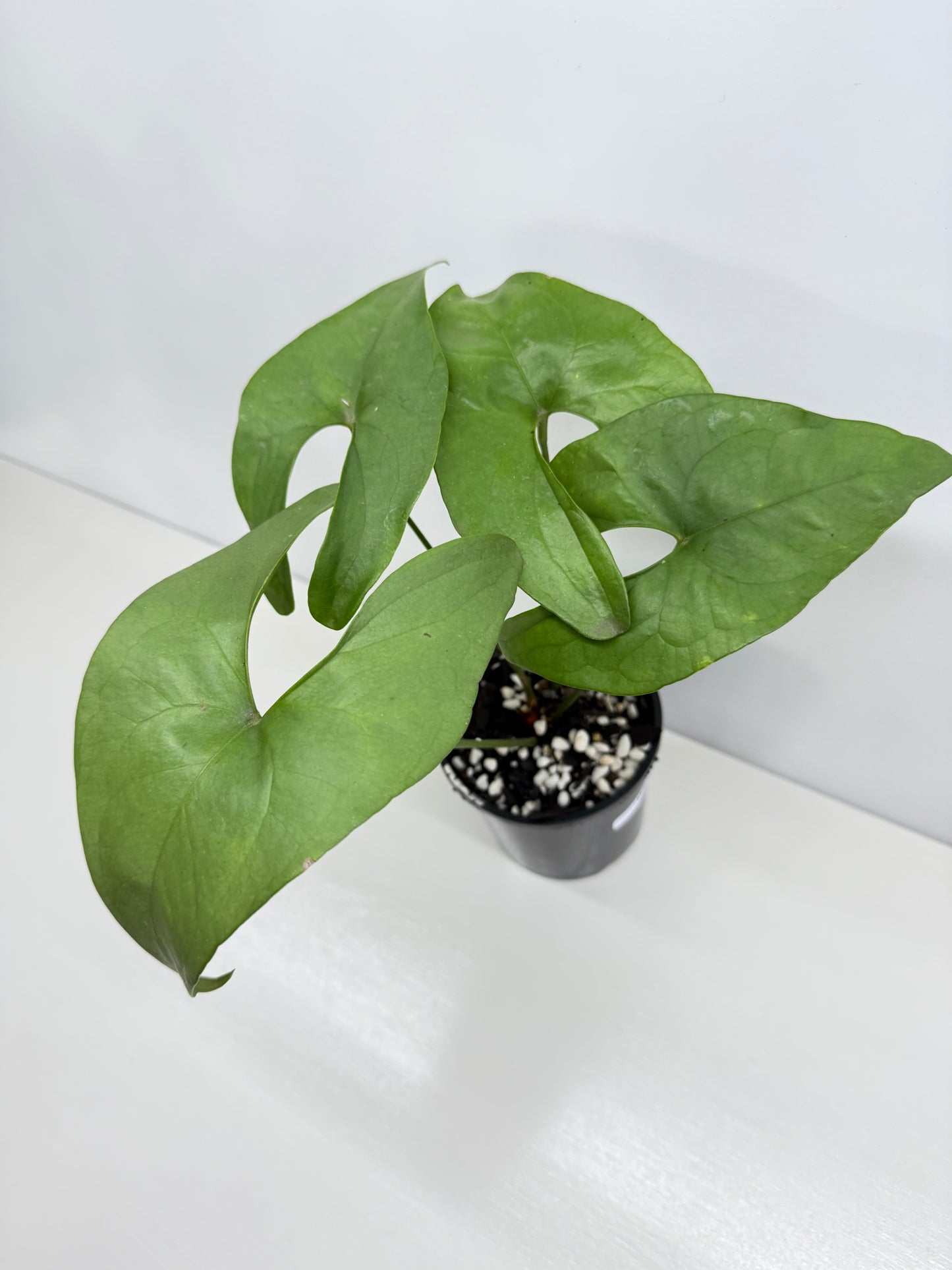 Anthurium Berriozabalense W82
