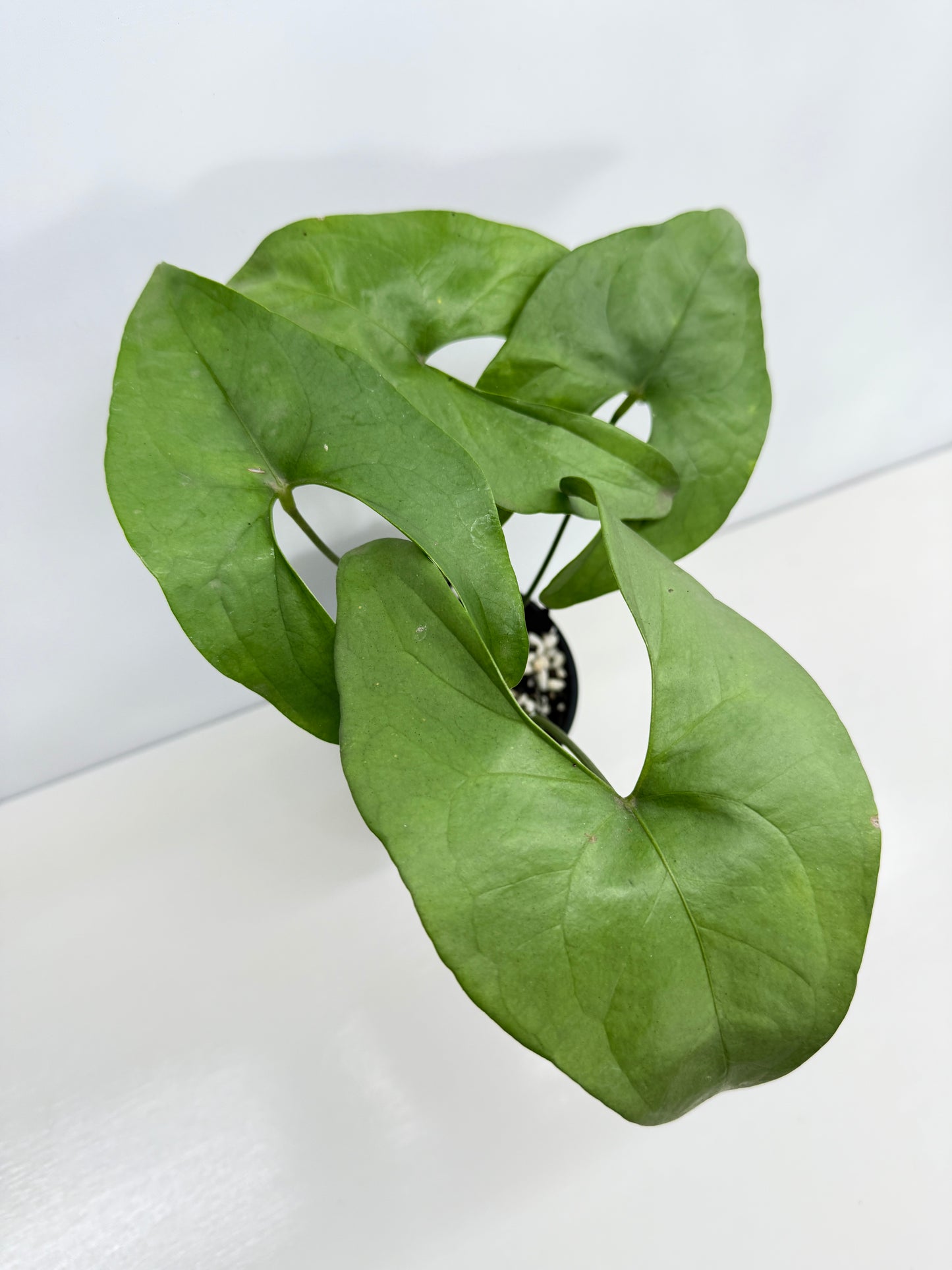 Anthurium Berriozabalense W82