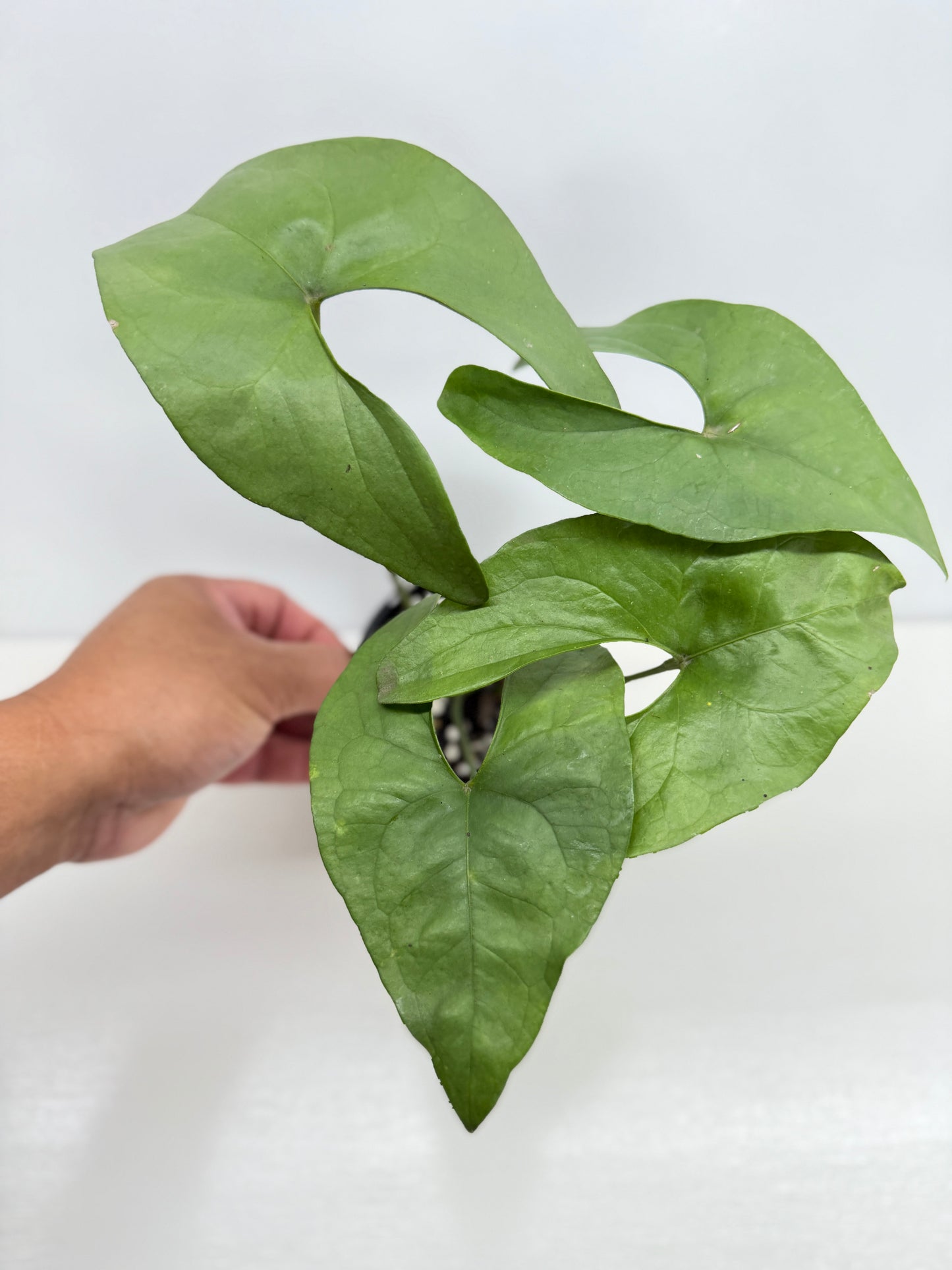 Anthurium Berriozabalense W82