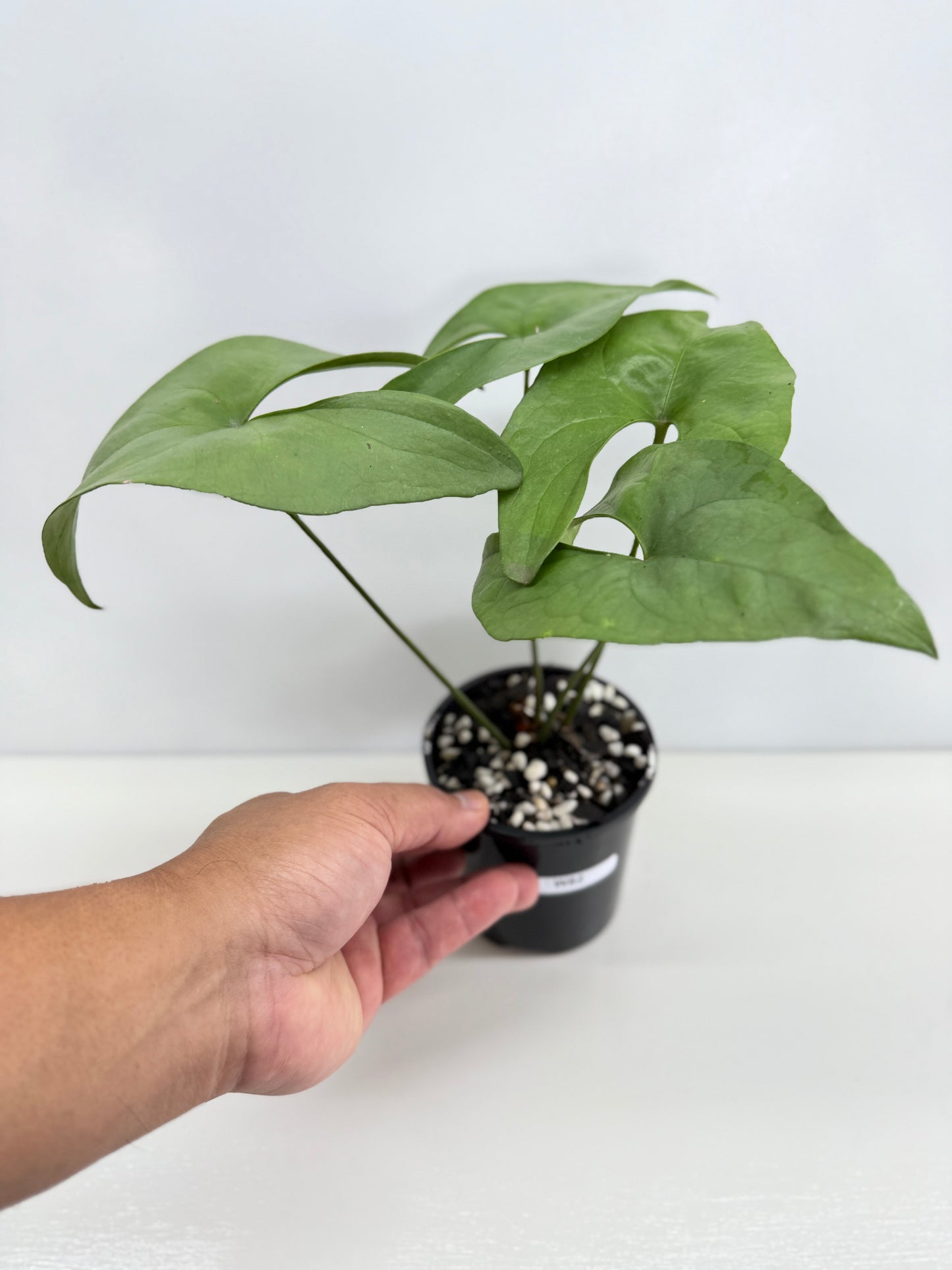 Anthurium Berriozabalense W82