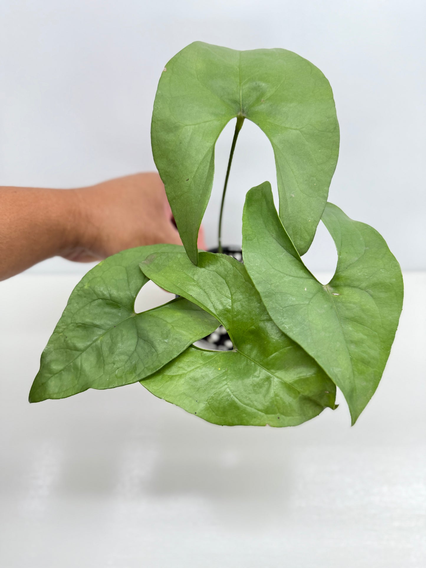 Anthurium Berriozabalense W82