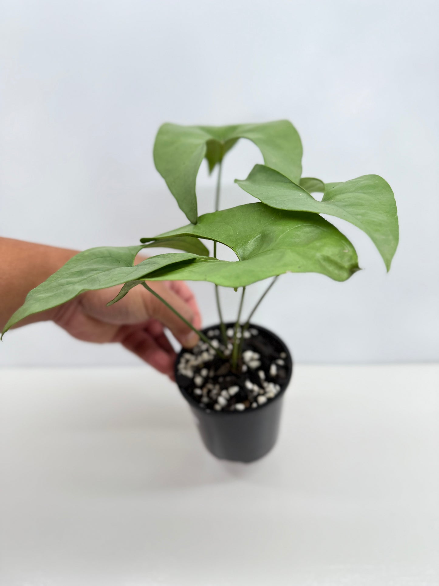 Anthurium Berriozabalense W82