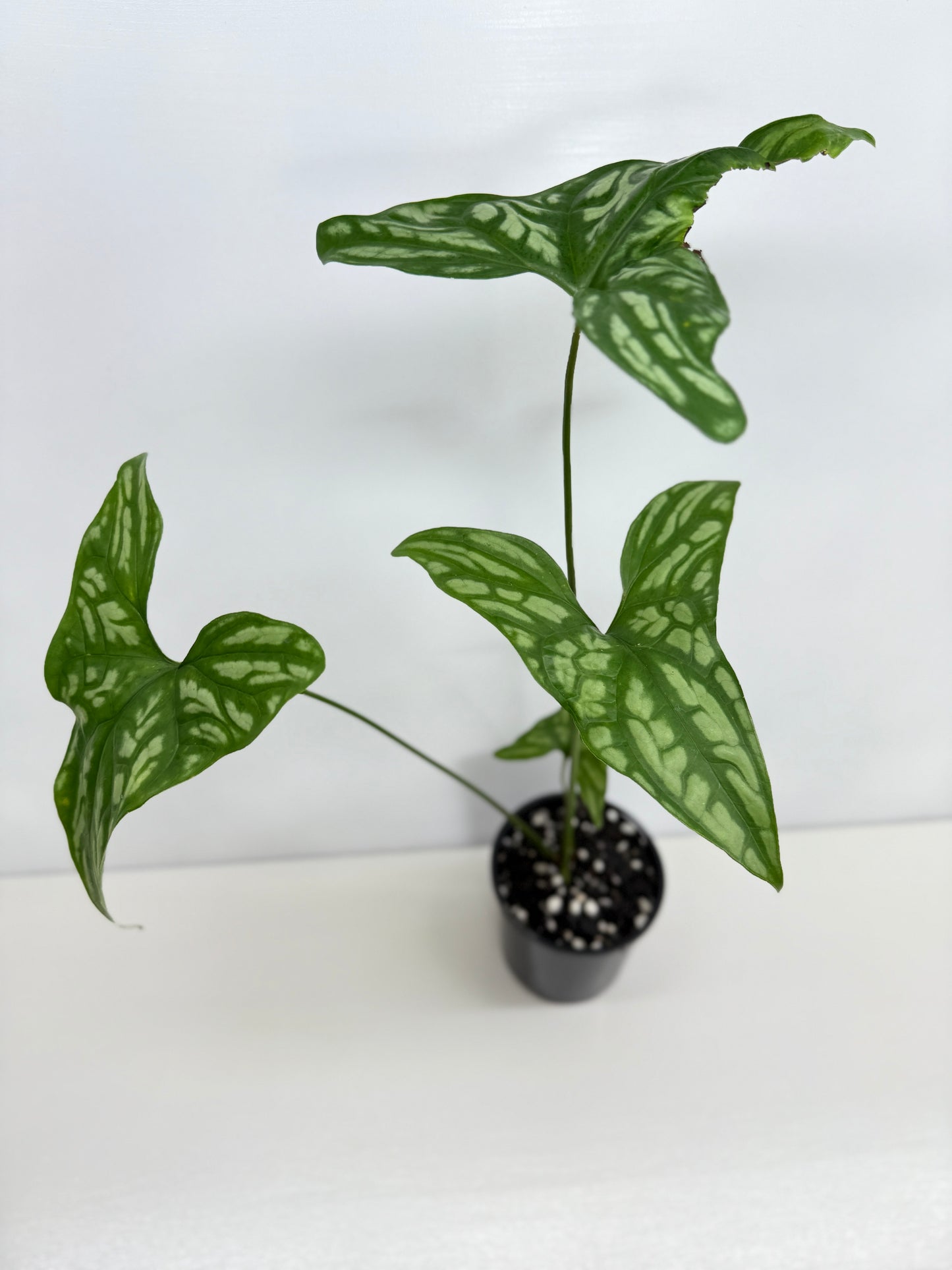 Cercestis Mirabilis W83