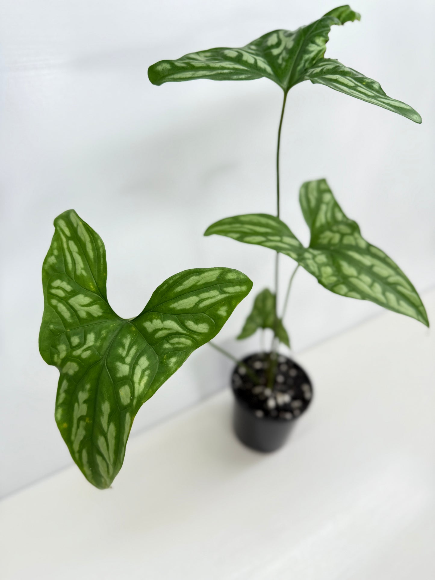 Cercestis Mirabilis W83