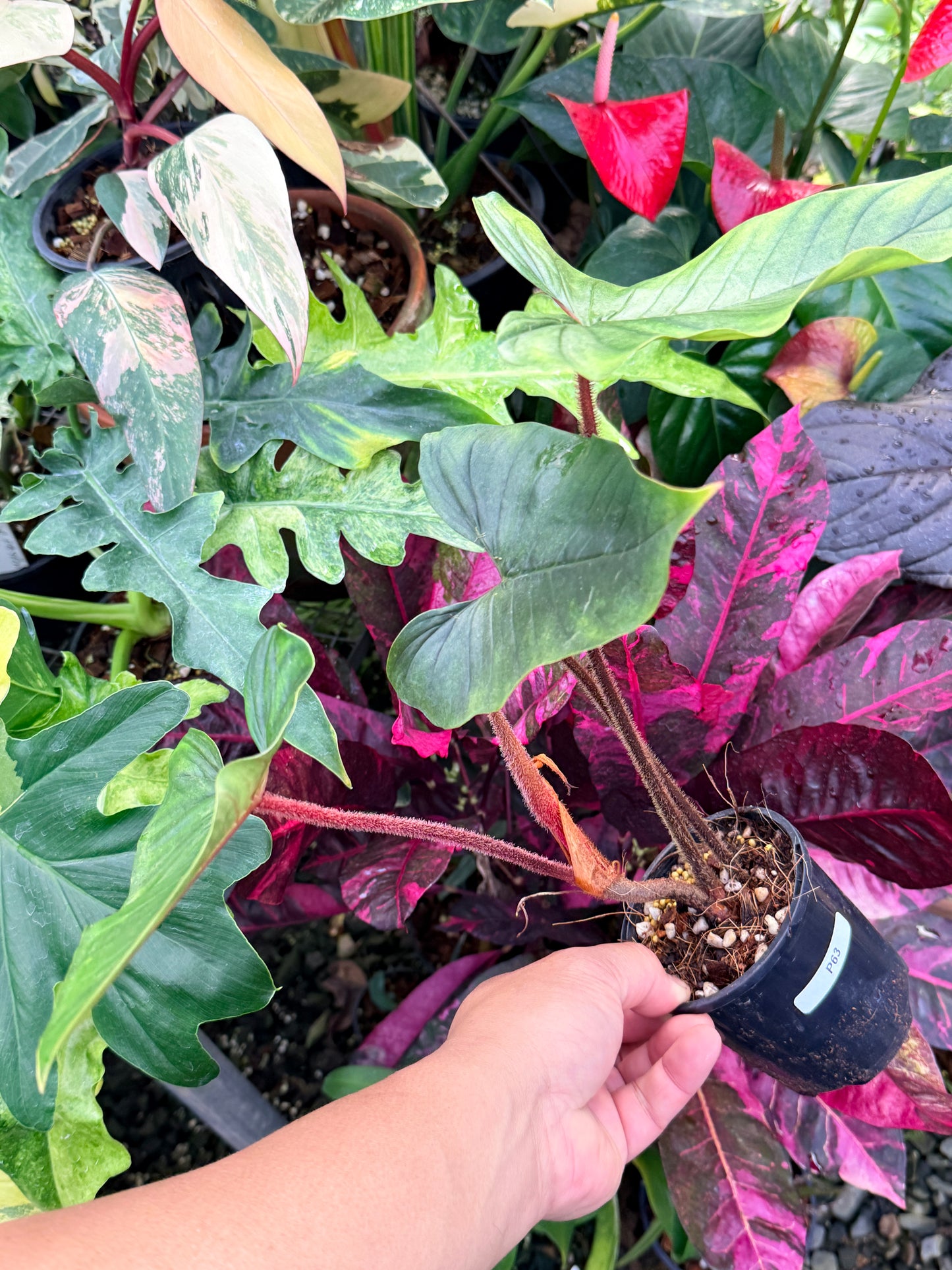 Philodendron Squamicaule P63