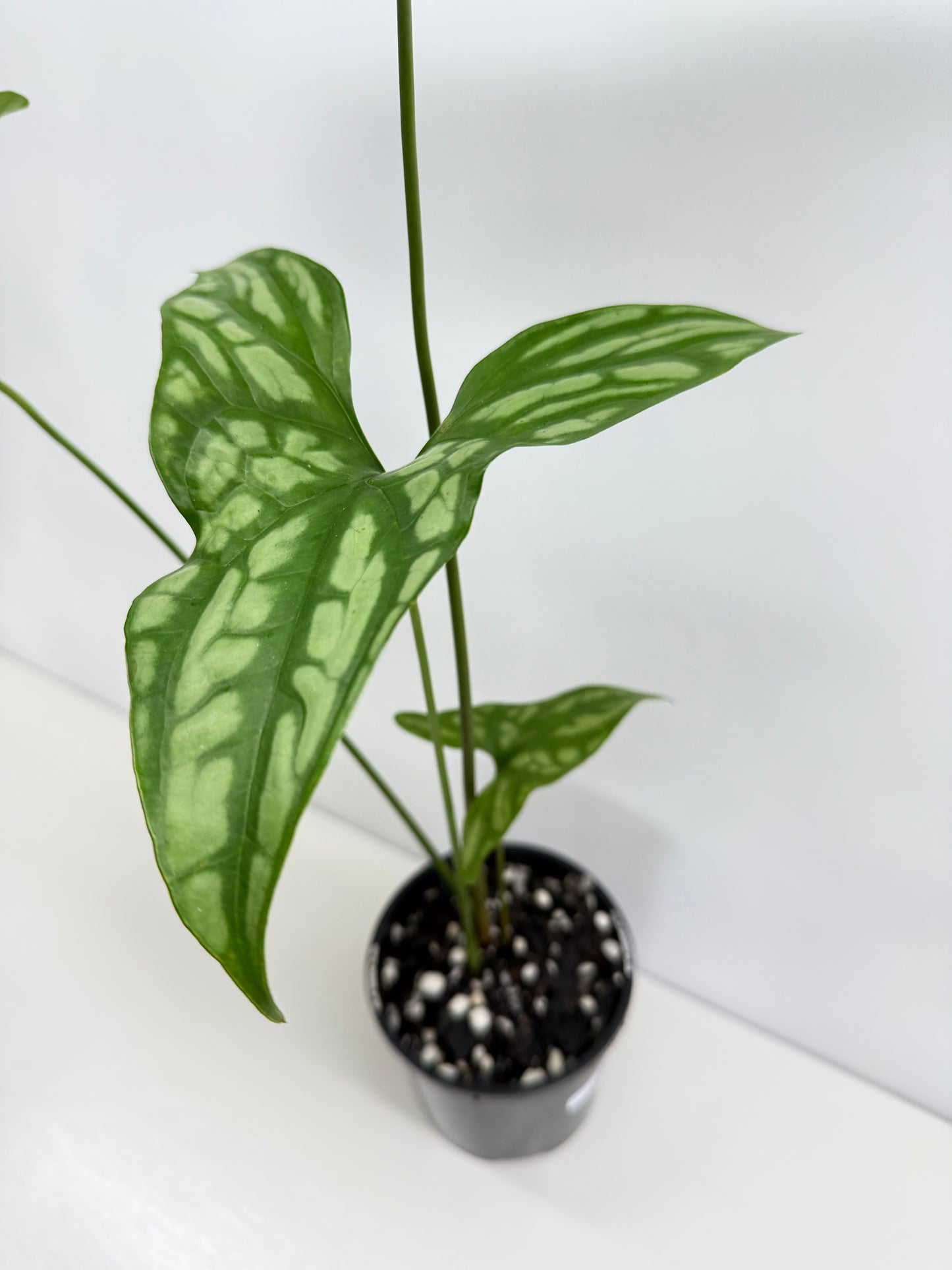 Cercestis Mirabilis W83