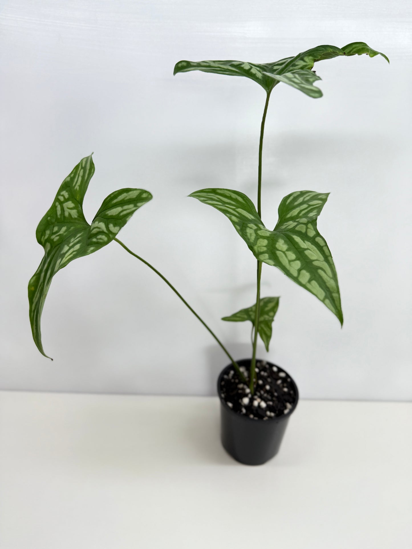 Cercestis Mirabilis W83
