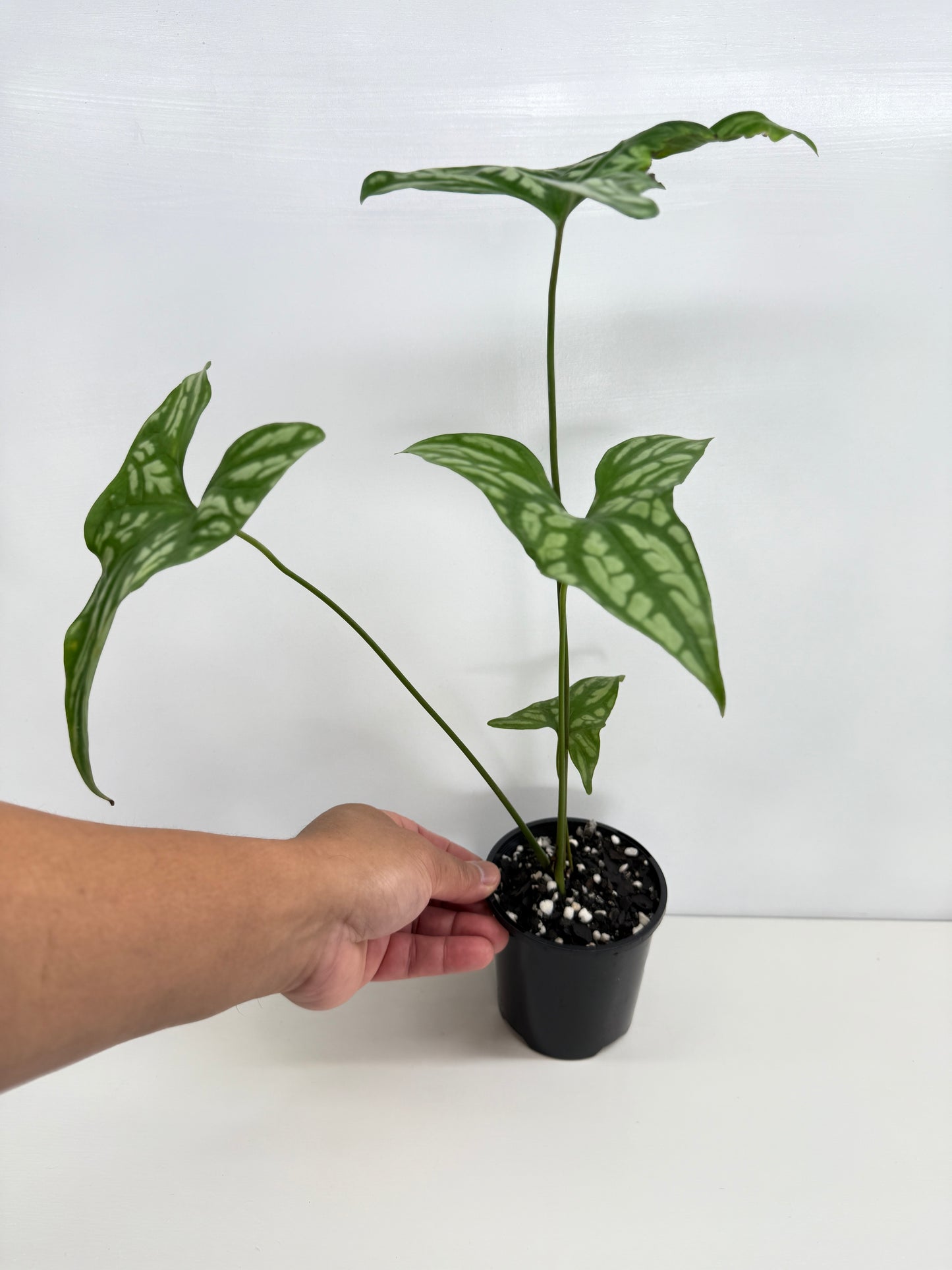 Cercestis Mirabilis W83