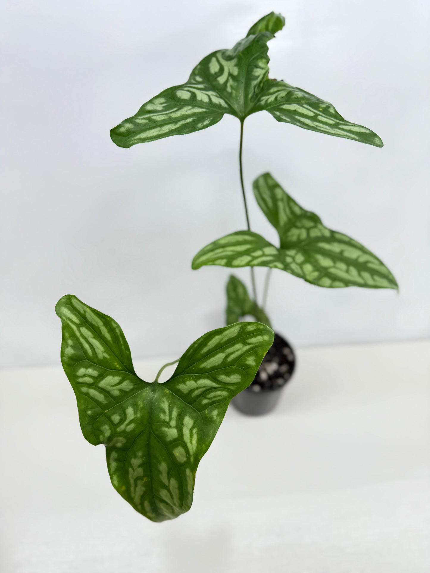 Cercestis Mirabilis W83