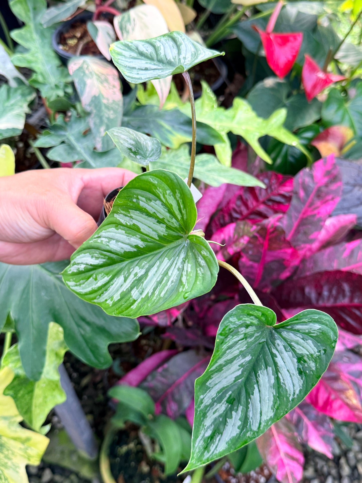 Philodendron 'Mamei' P64