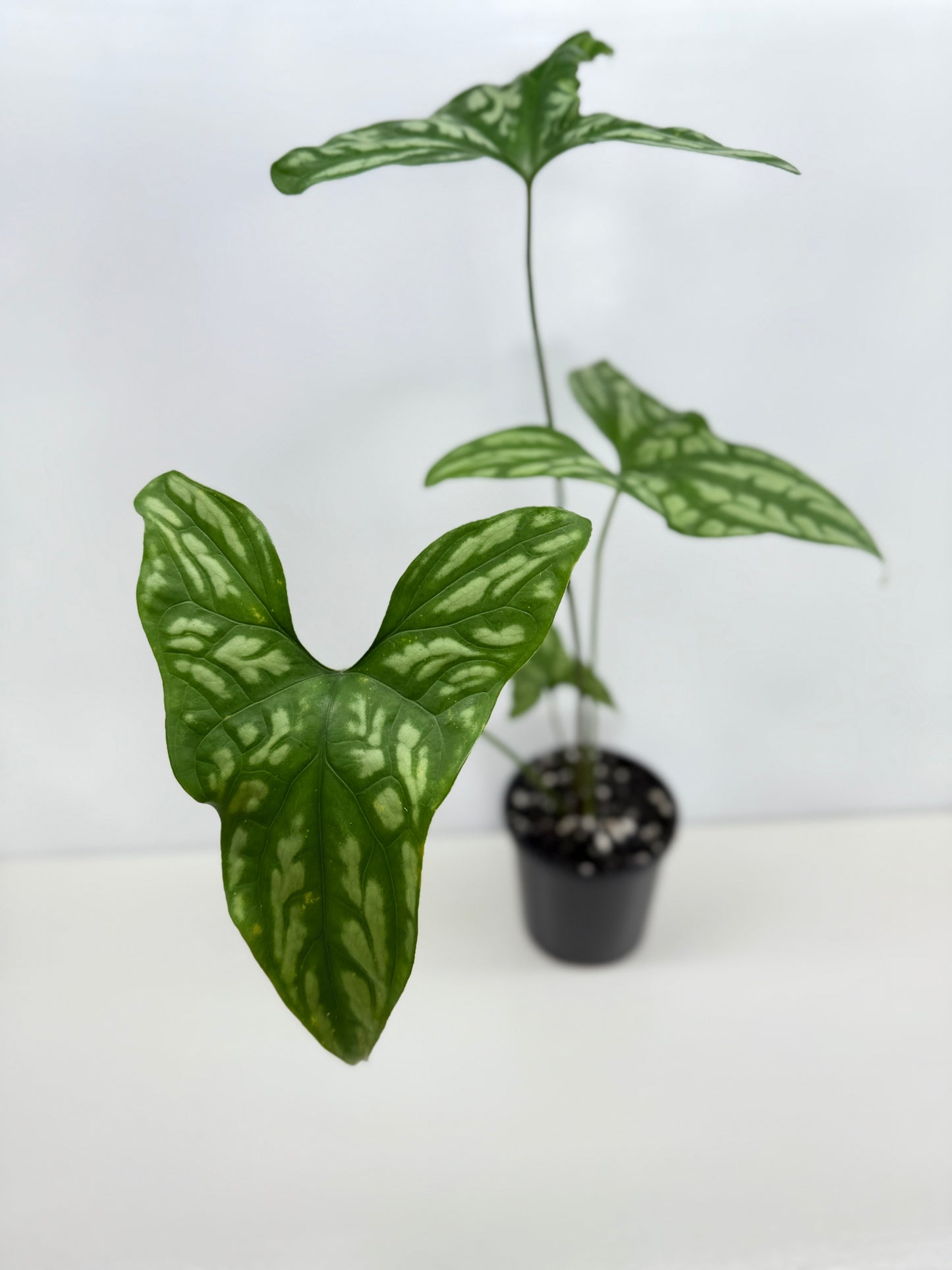 Cercestis Mirabilis W83