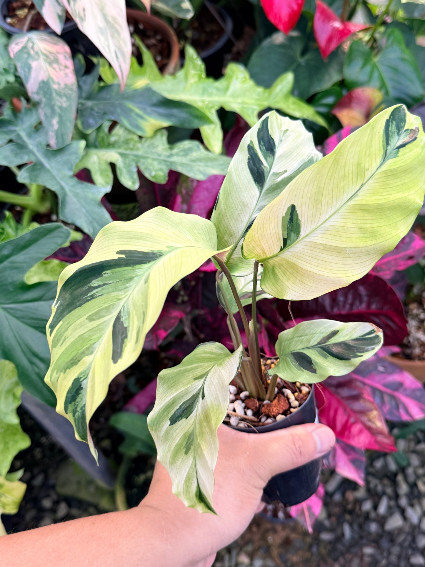 Calathea 'Yellow Fusion' P62