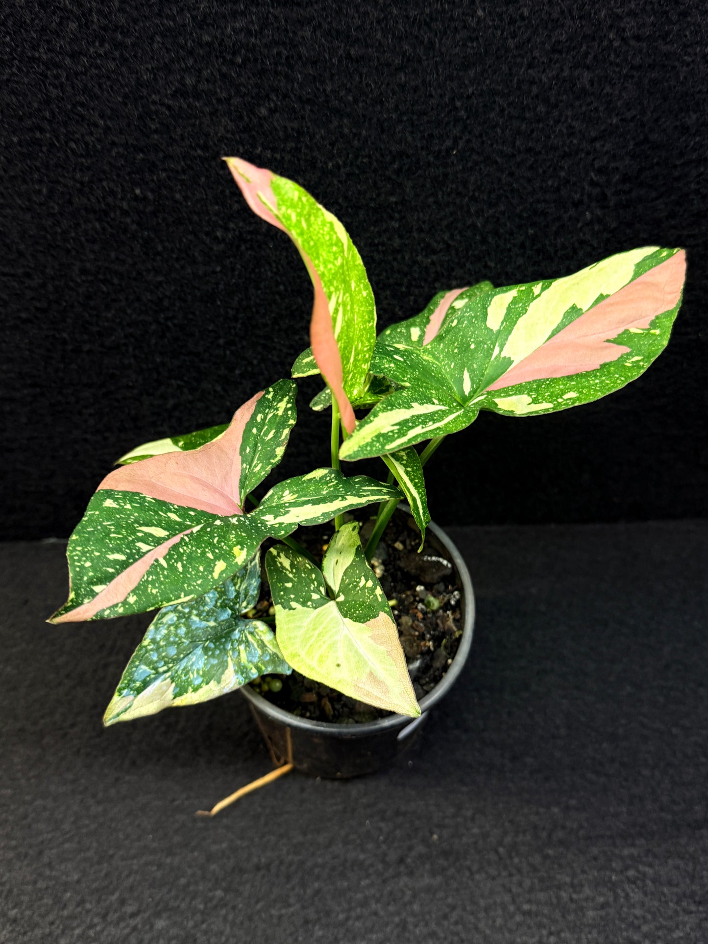 Syngonium 'Red Spot Tricolour' E51