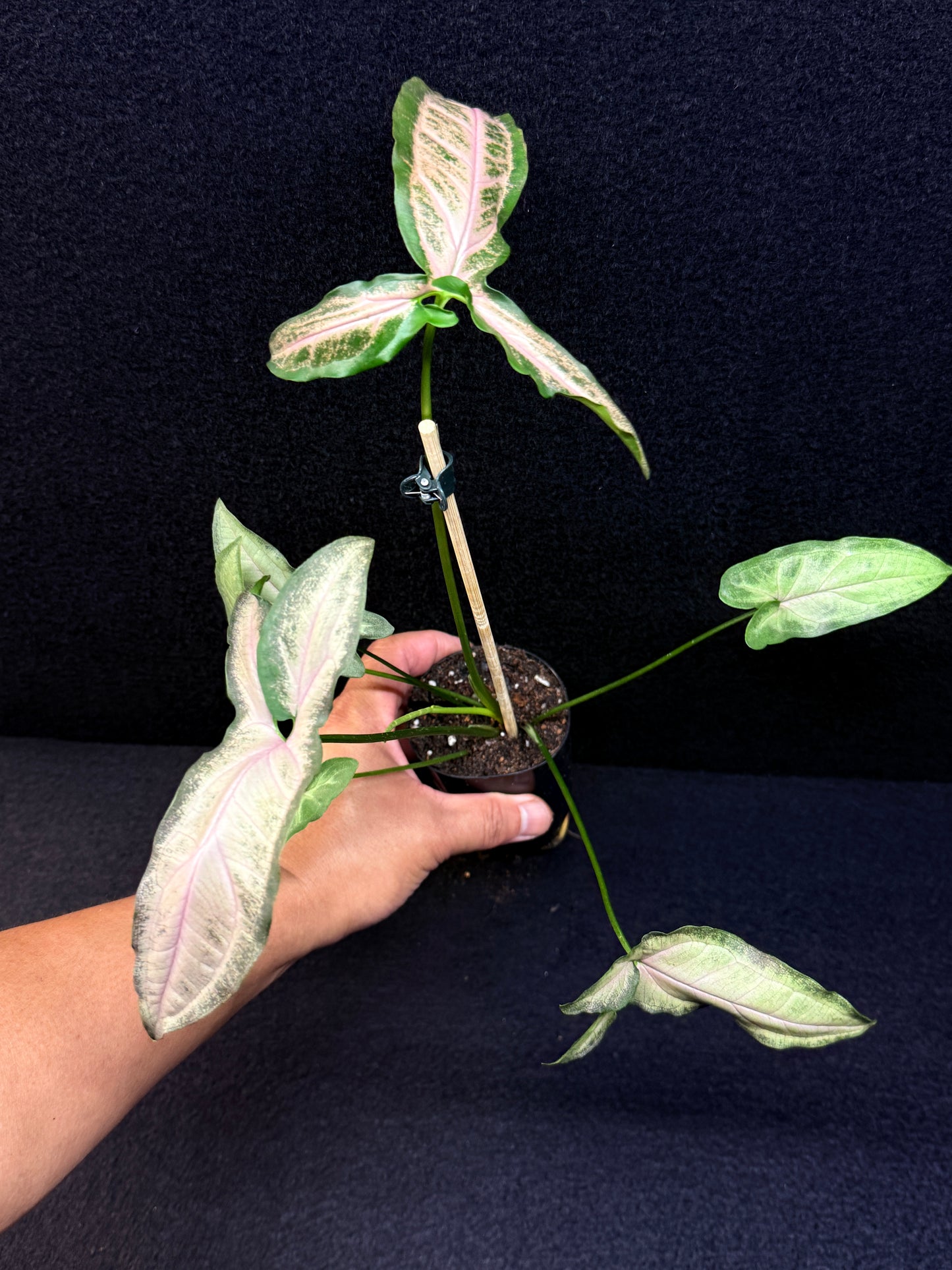 Syngonium 'Pink Star' E67