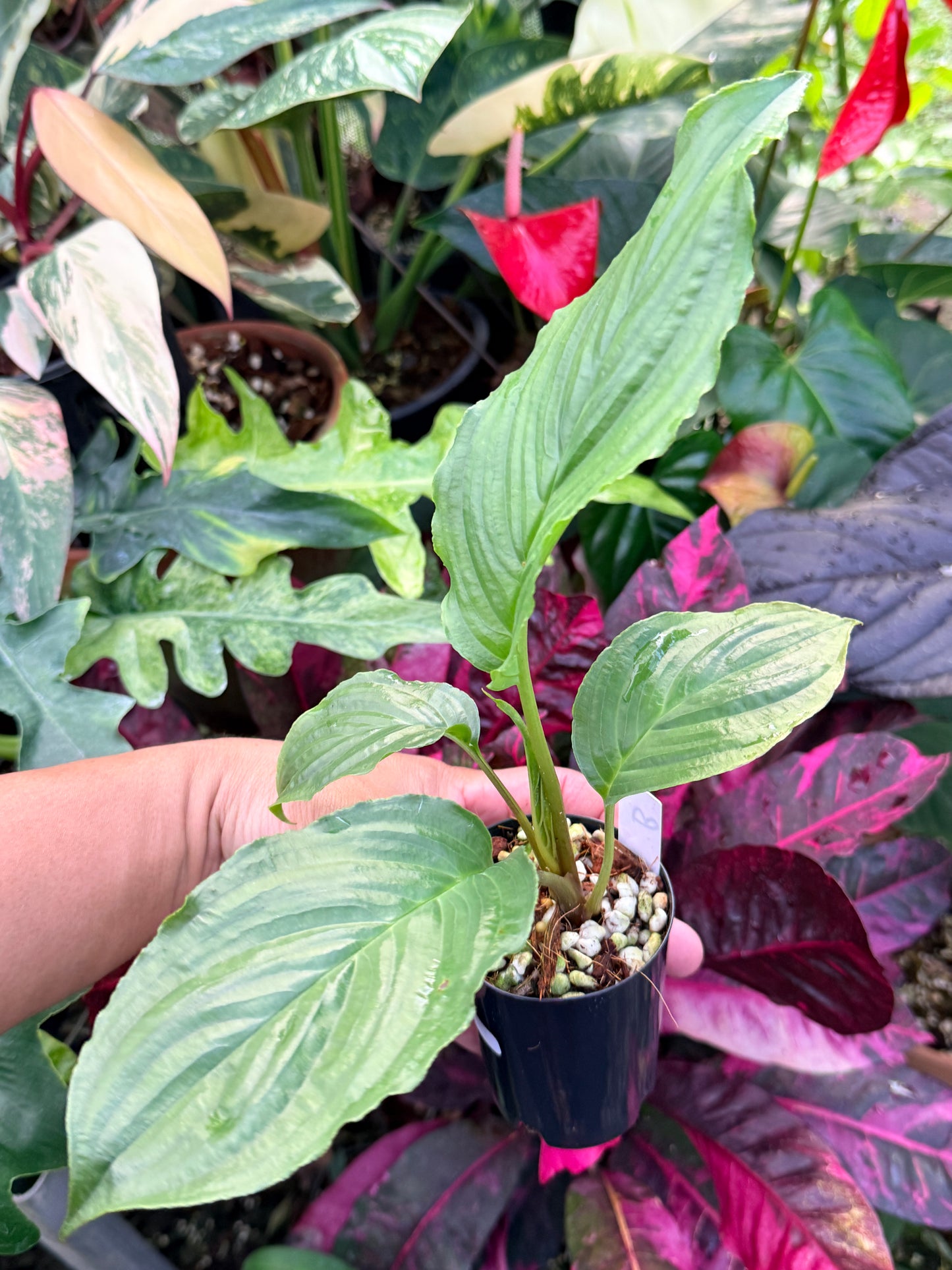Tacca chantrieri 'Black Bat Plant' P67
