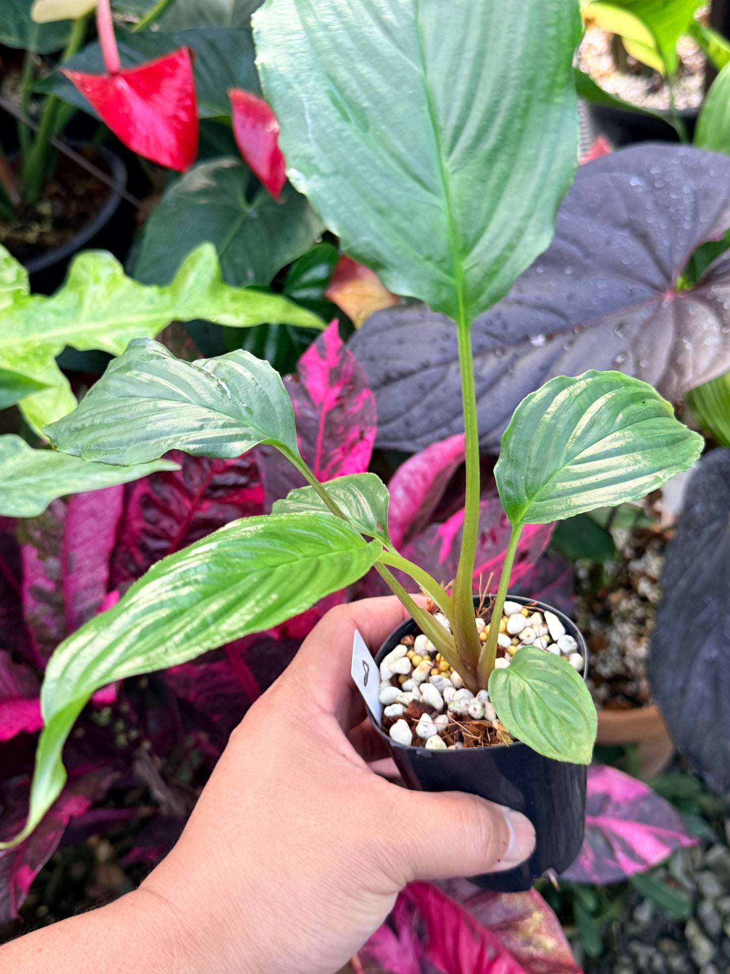 Tacca chantrieri 'Black Bat Plant' P66
