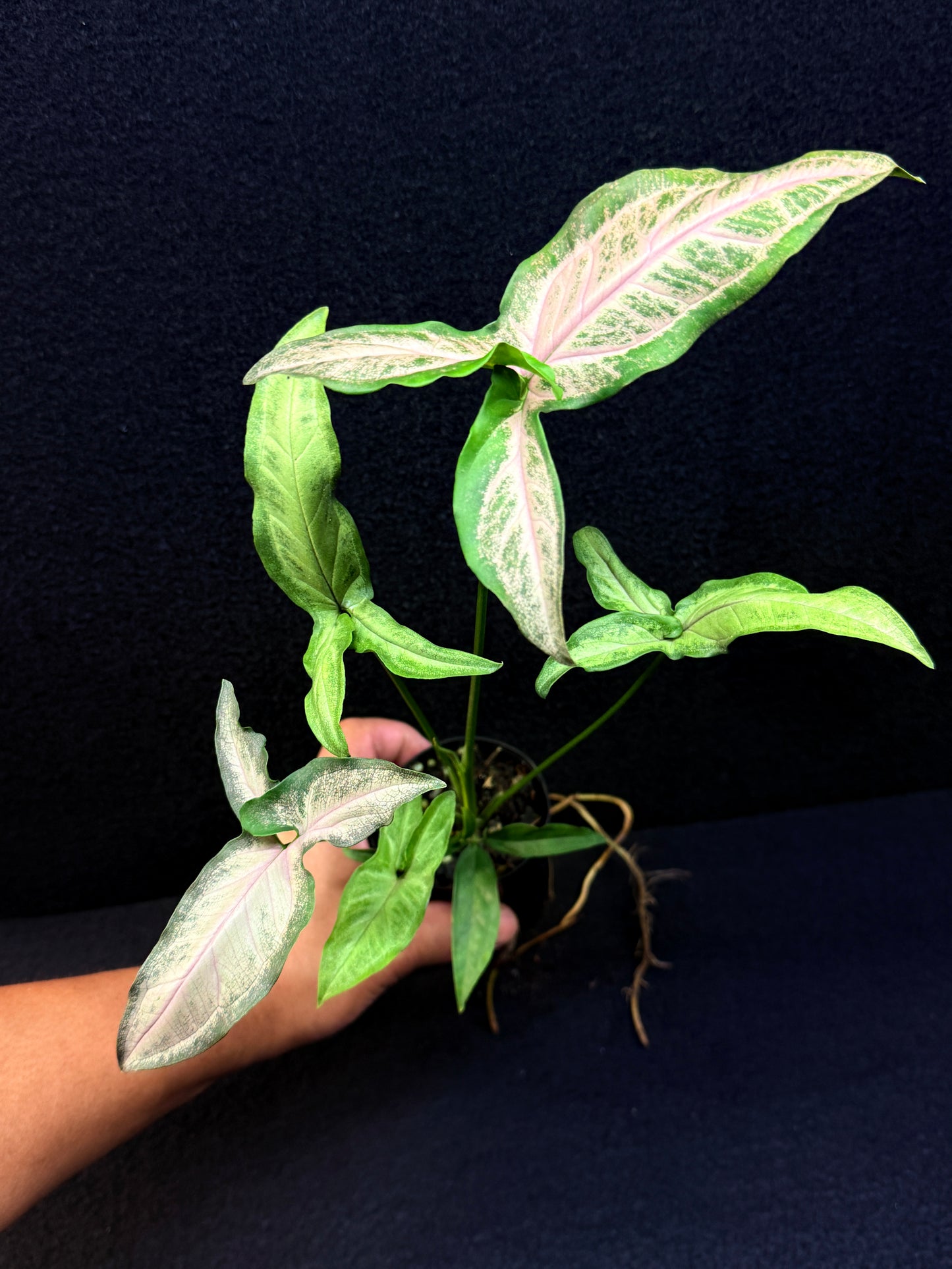 Syngonium 'Pink Star' E68