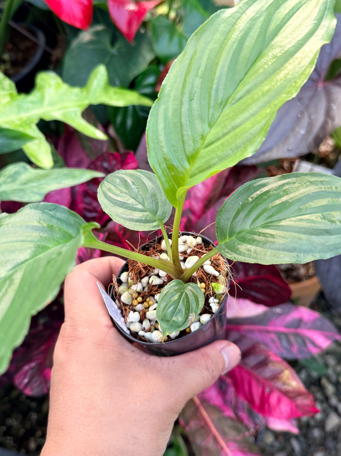 Tacca chantrieri 'Green Isle' P69
