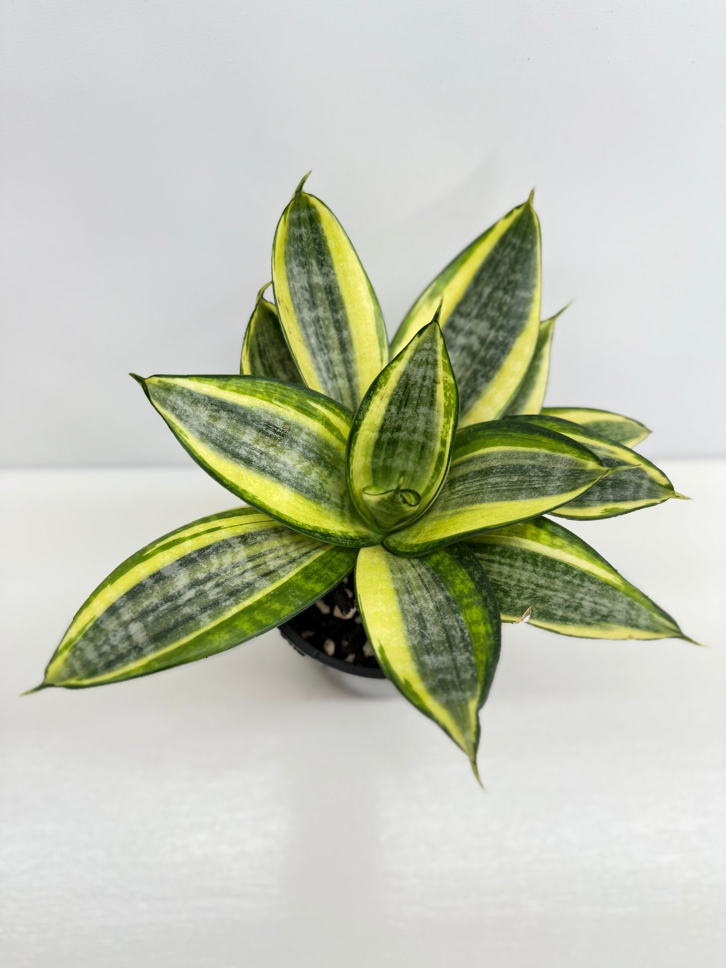 Sansevieria Golden Hahnii (Code X4)