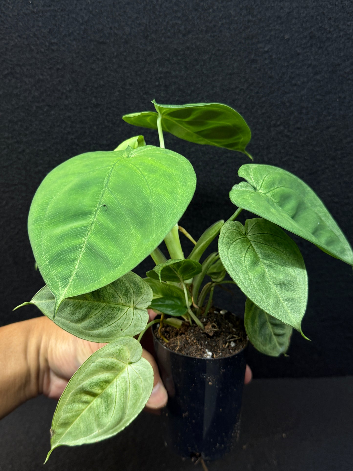 Syngonium macrophyllum 'Frosted Heart' E62