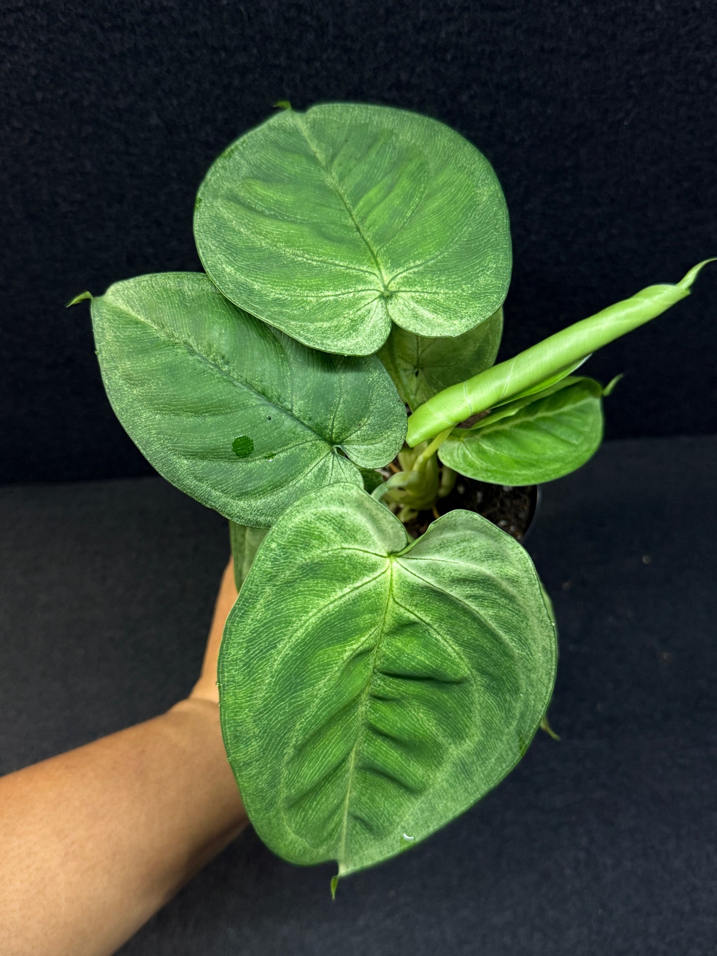 Syngonium macrophyllum 'Frosted Heart' E61