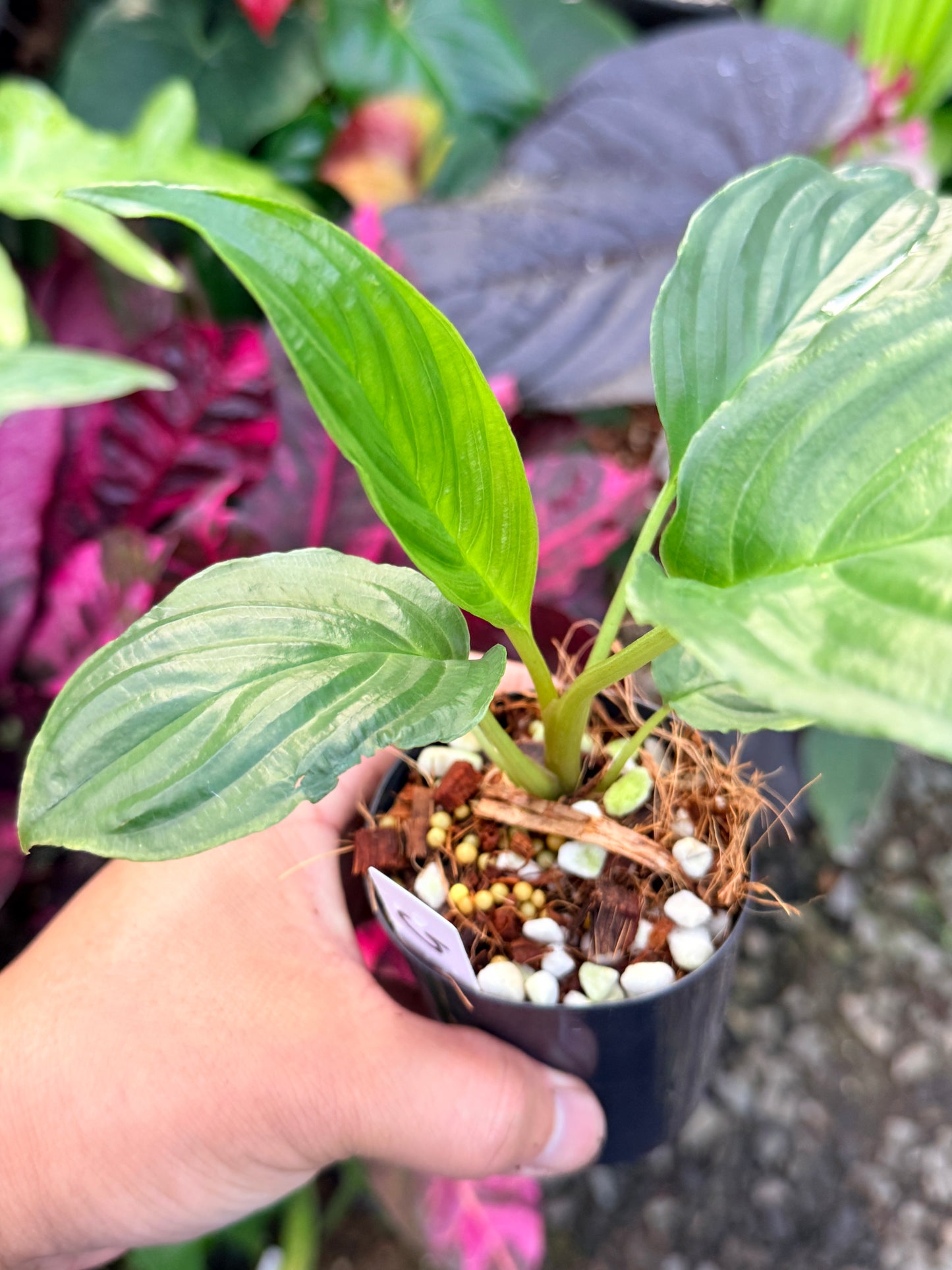 Tacca chantrieri 'Green Isle' P68