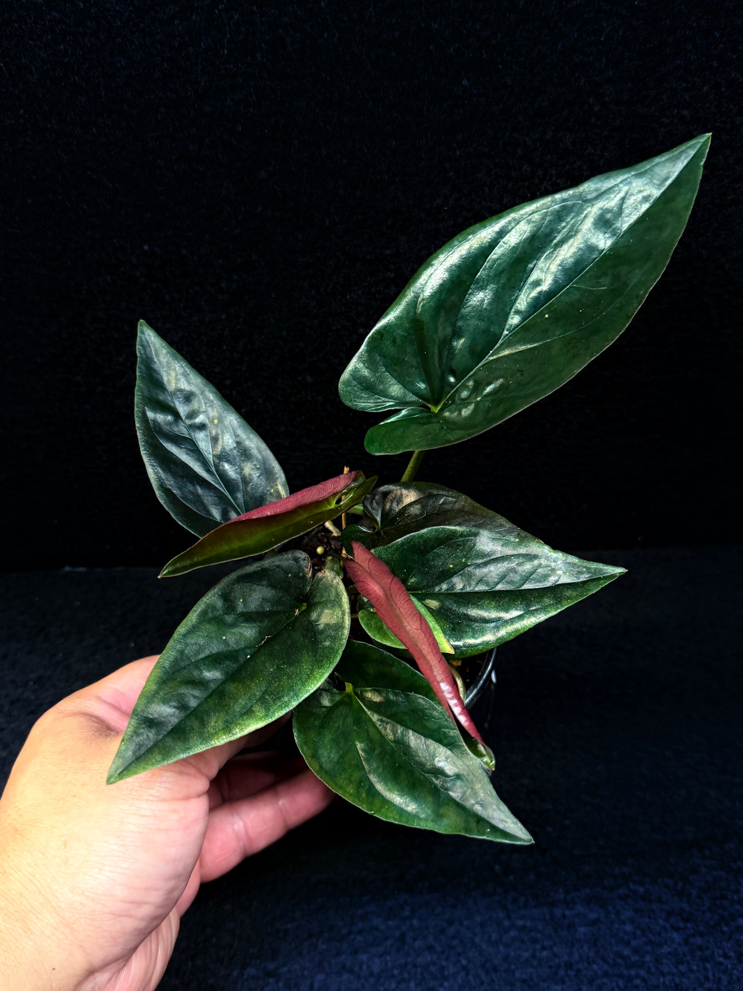 Syngonium 'Red Arrow' E71