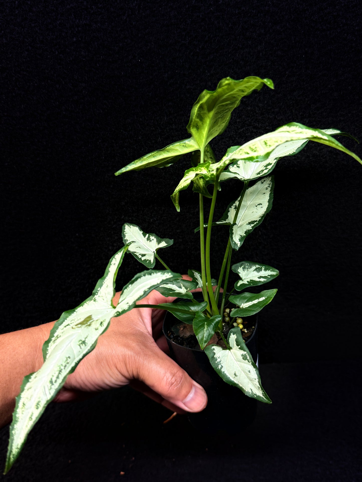 Syngonium 'Little Star' E60