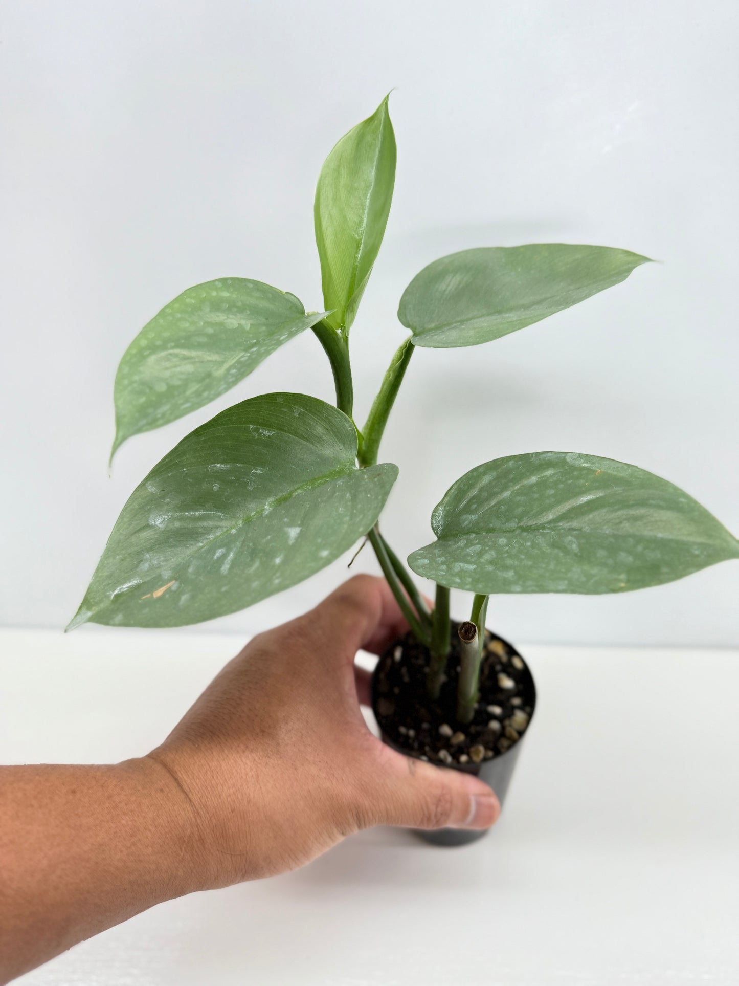 Philodendron Silver Sword (Code X6)