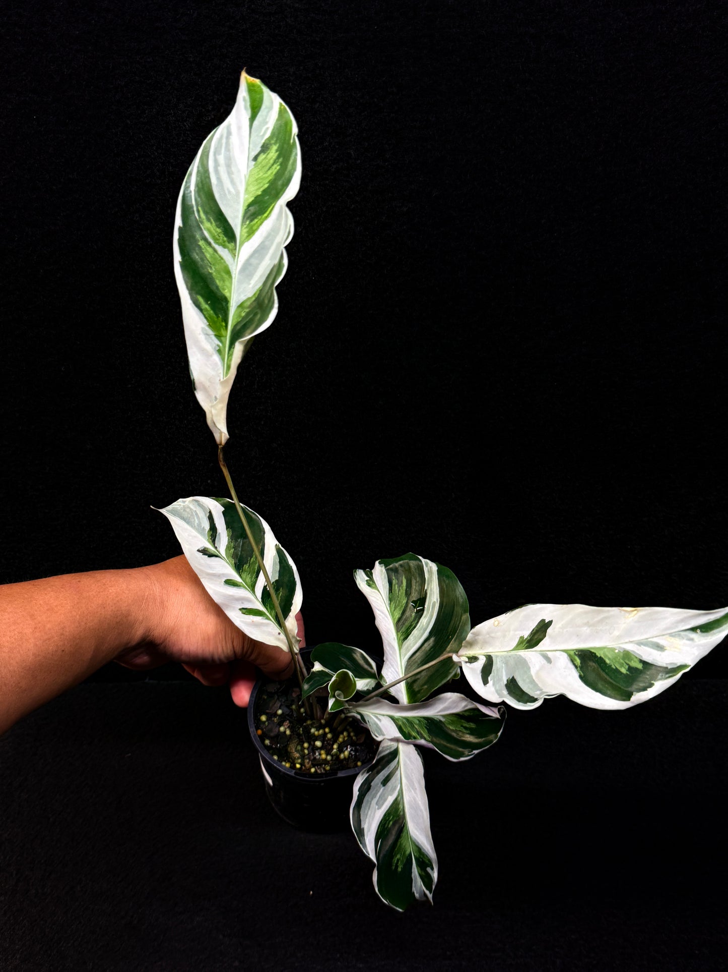 Calathea 'White Fuzion' E54