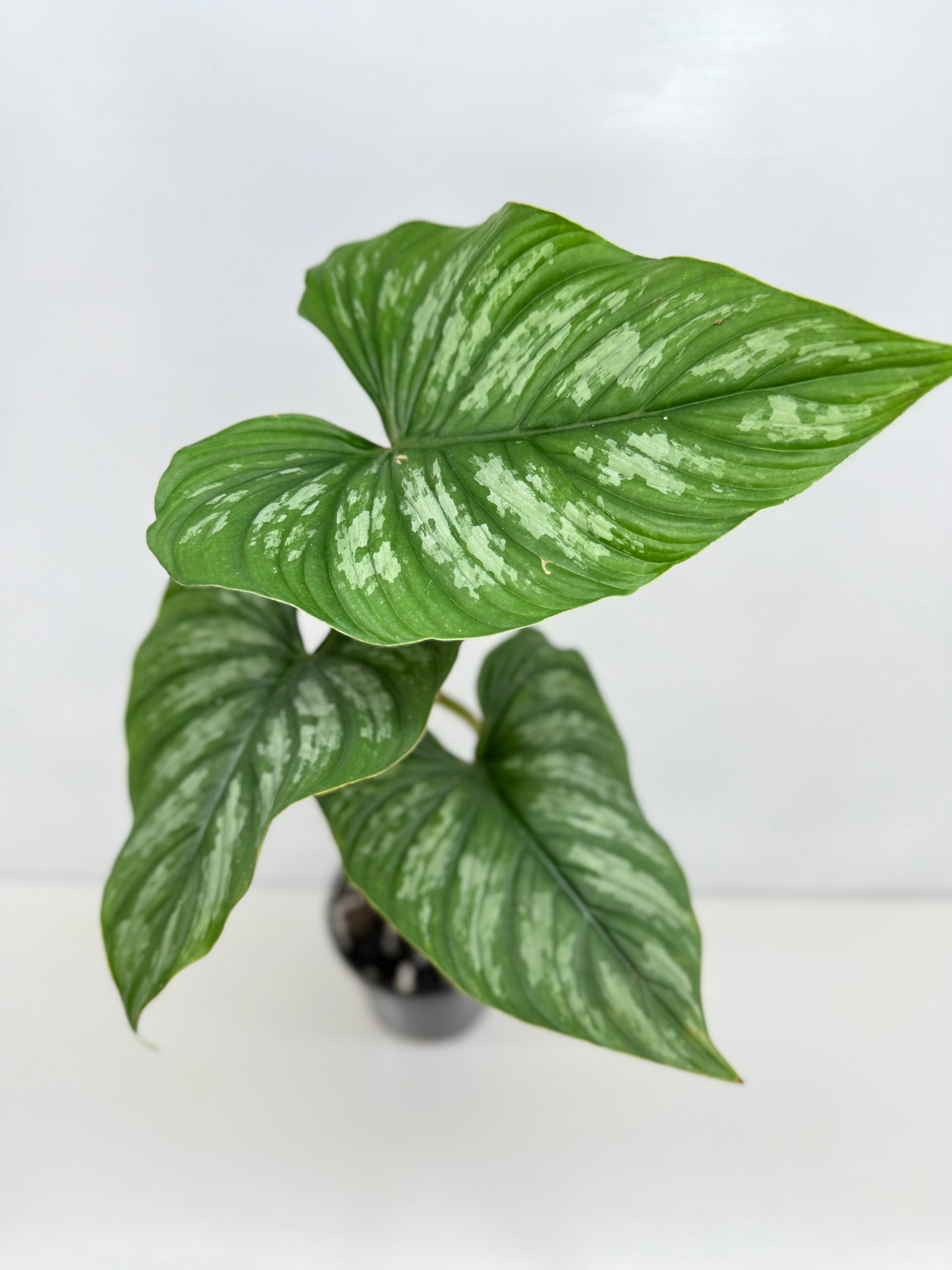 Philodendron Mamei (Code X8)