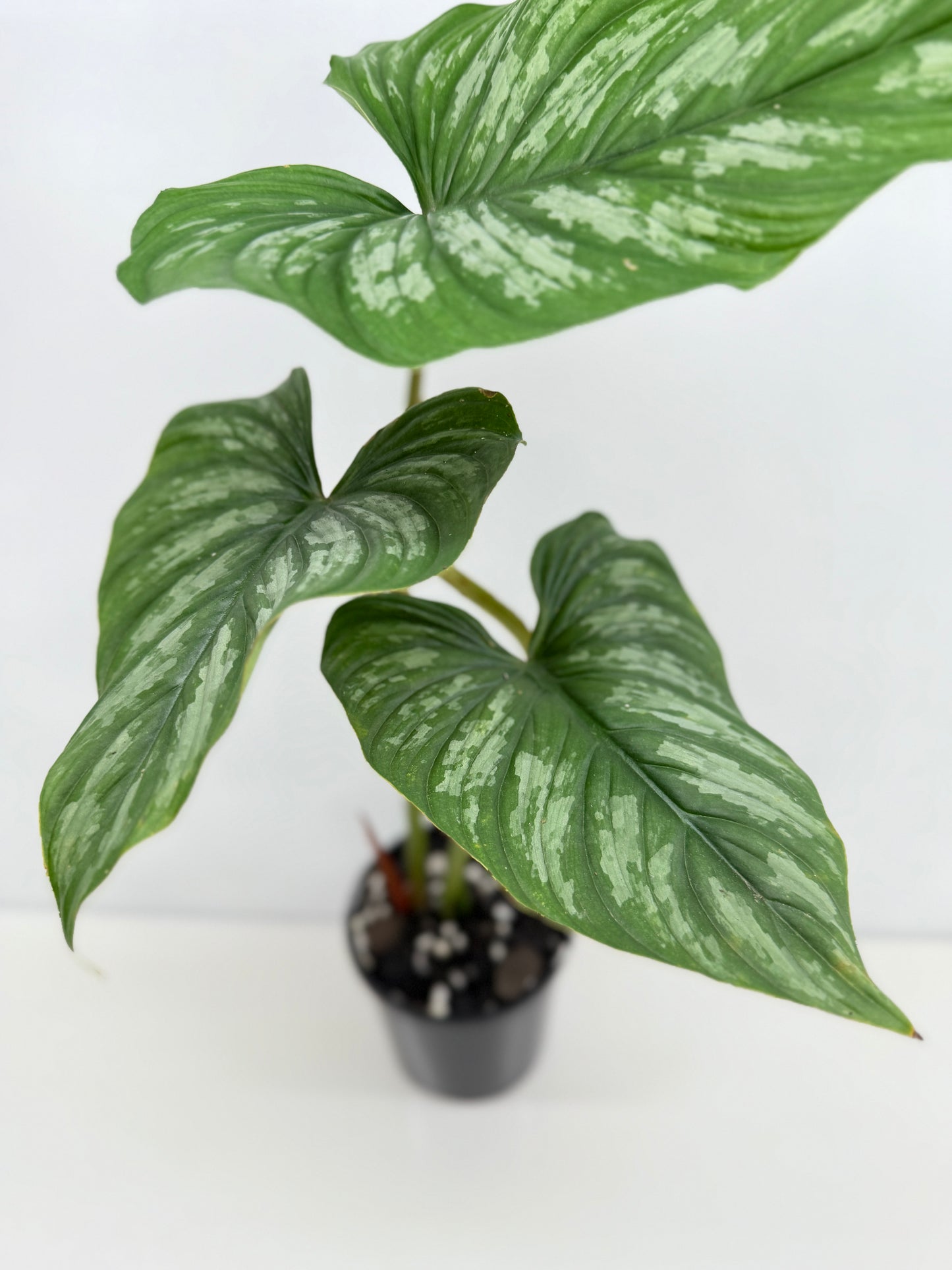 Philodendron Mamei (Code X8)