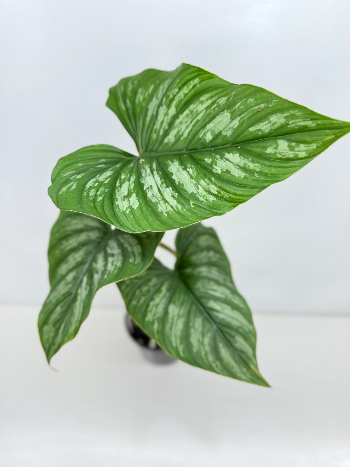 Philodendron Mamei (Code X8)
