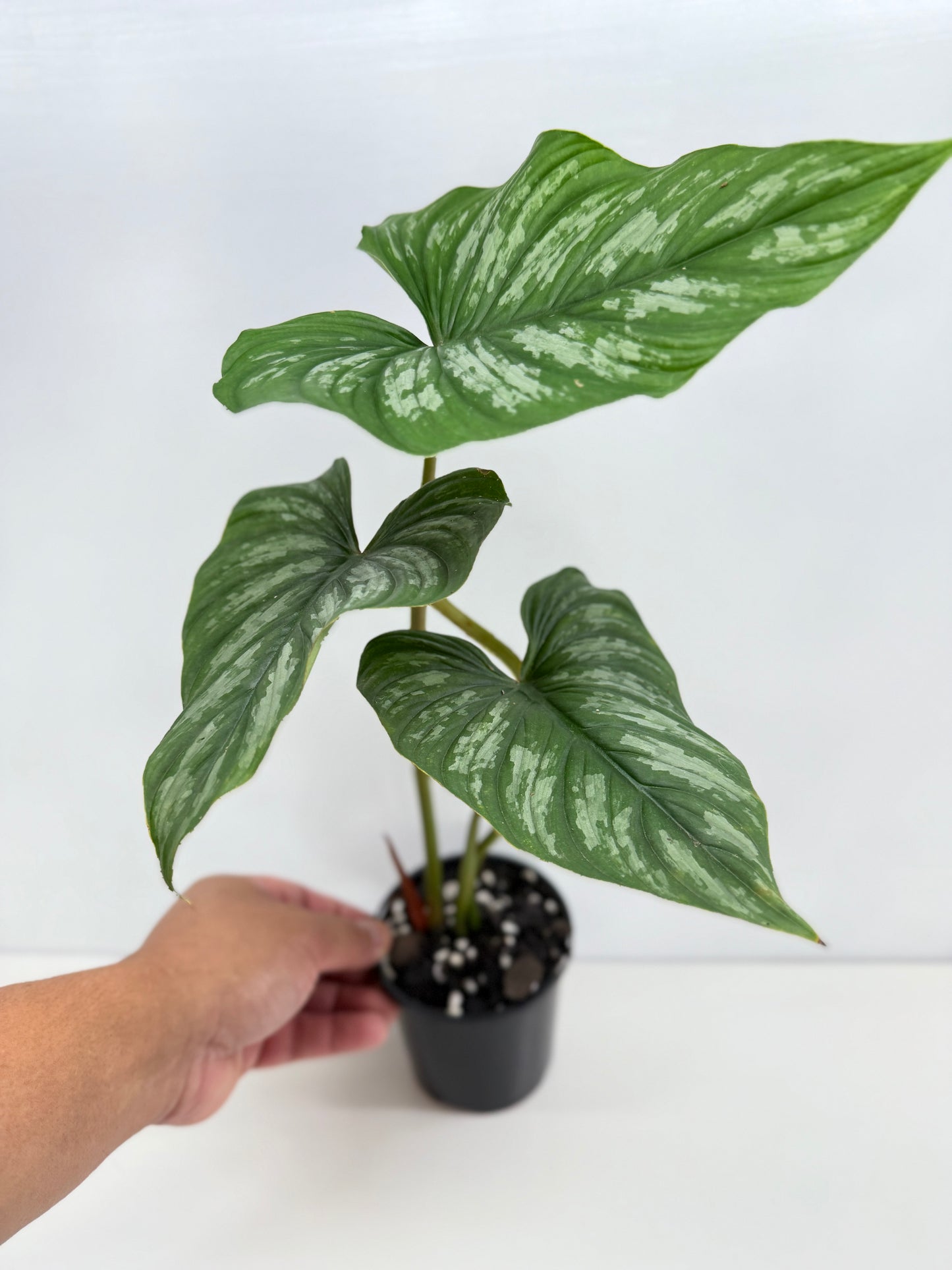 Philodendron Mamei (Code X8)