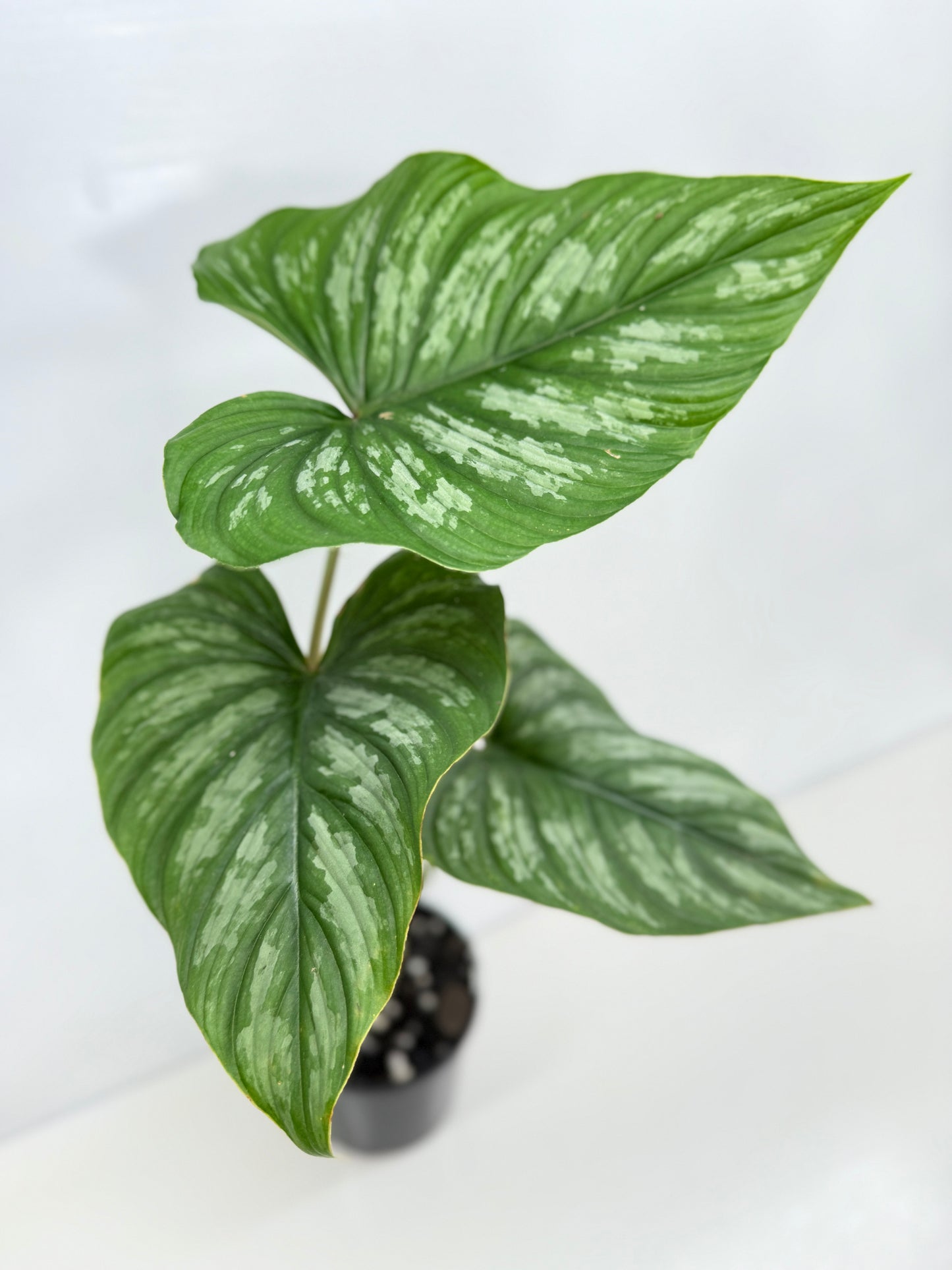 Philodendron Mamei (Code X8)