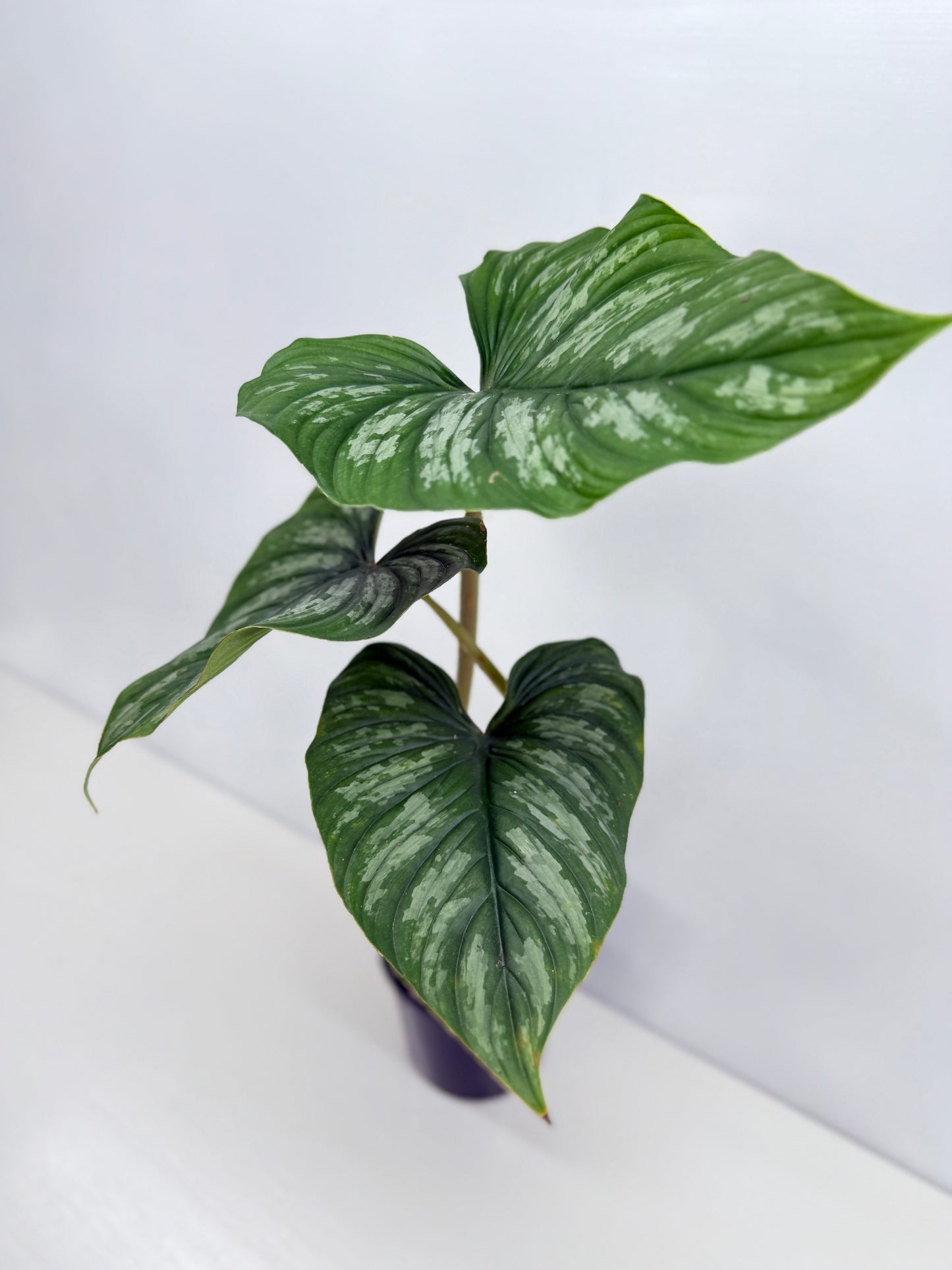 Philodendron Mamei (Code X8)