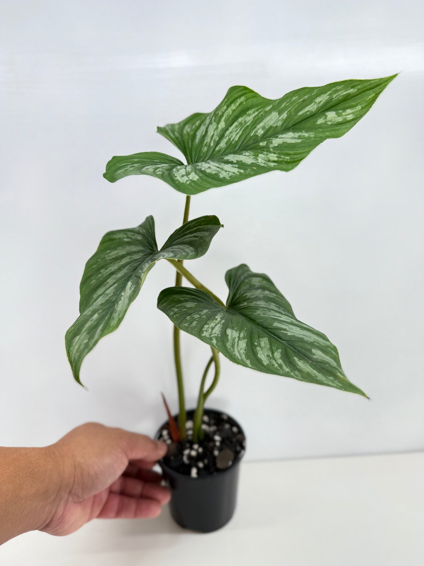 Philodendron Mamei (Code X8)