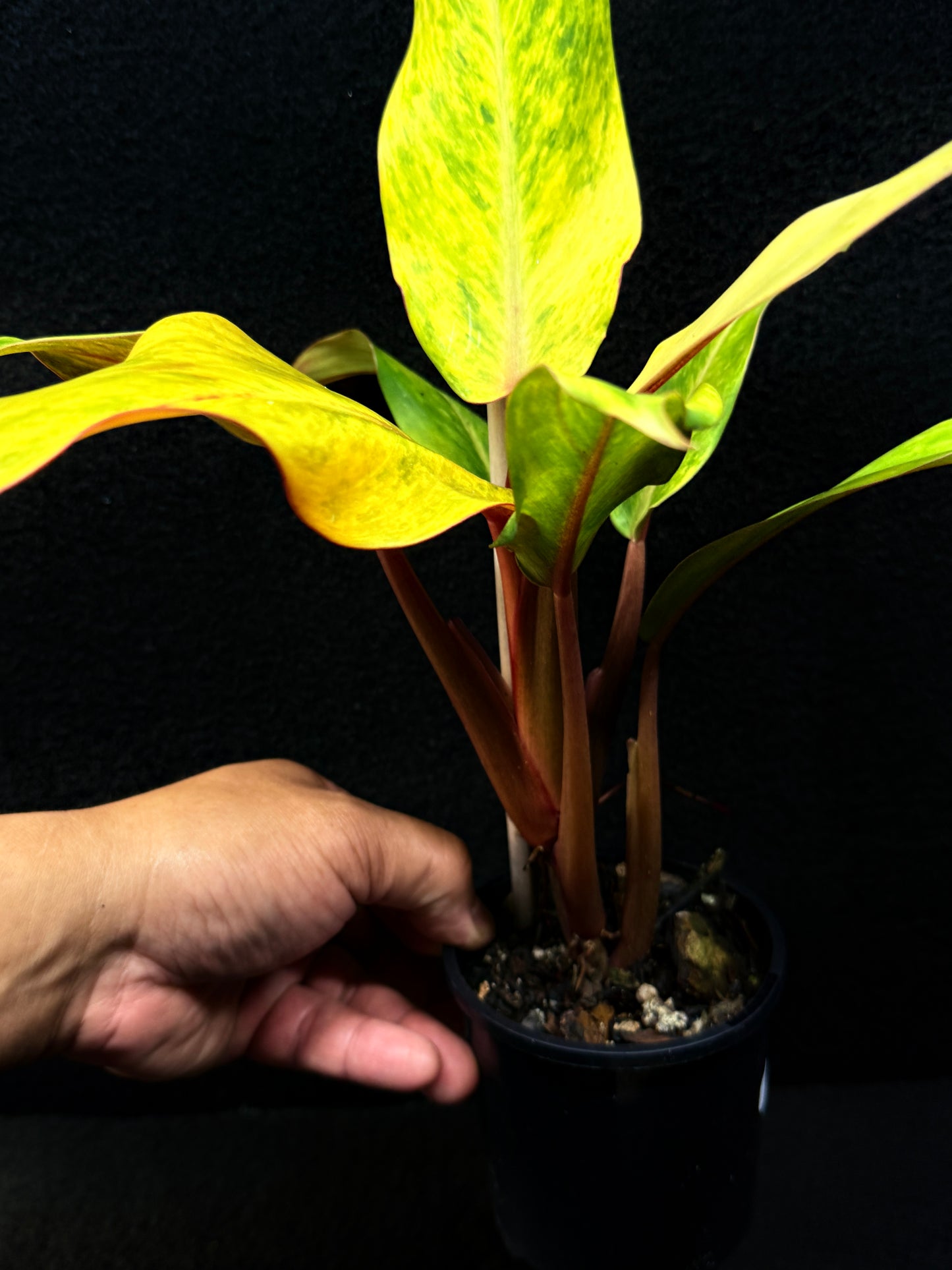 Philodendron 'Autumn Queen' Quad Colour Form E64