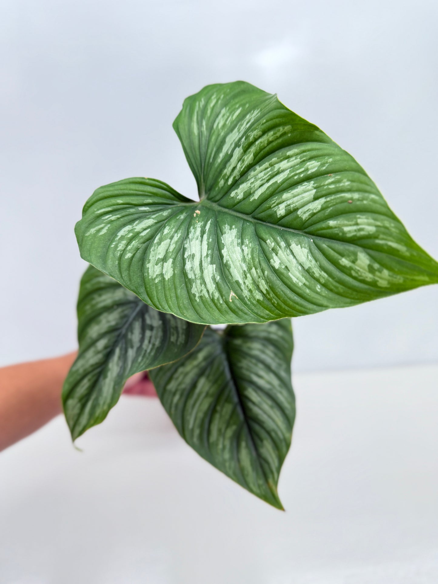 Philodendron Mamei (Code X8)