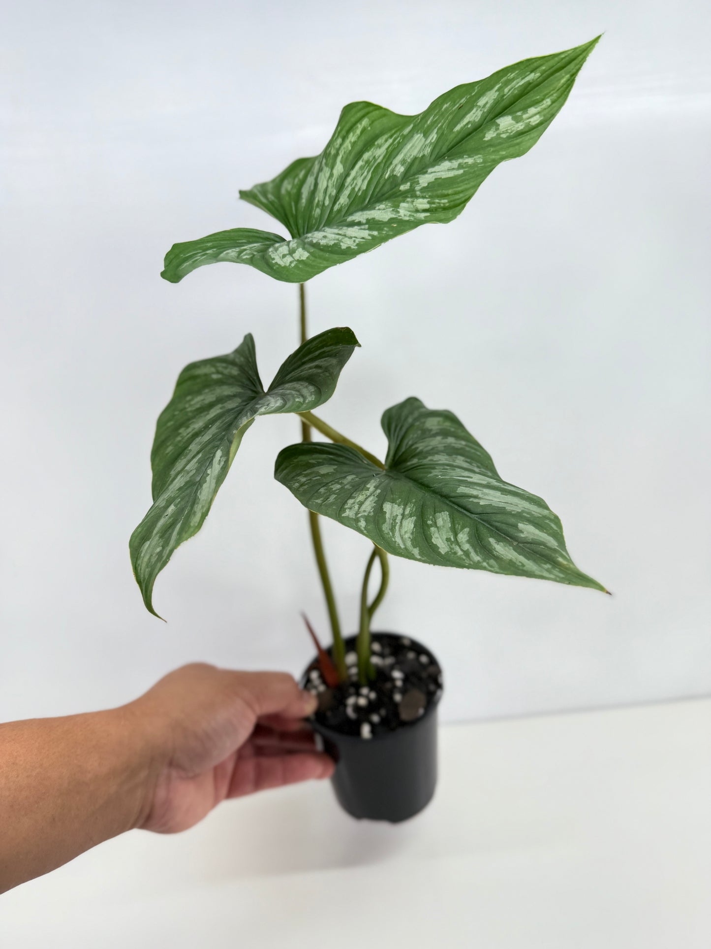 Philodendron Mamei (Code X8)