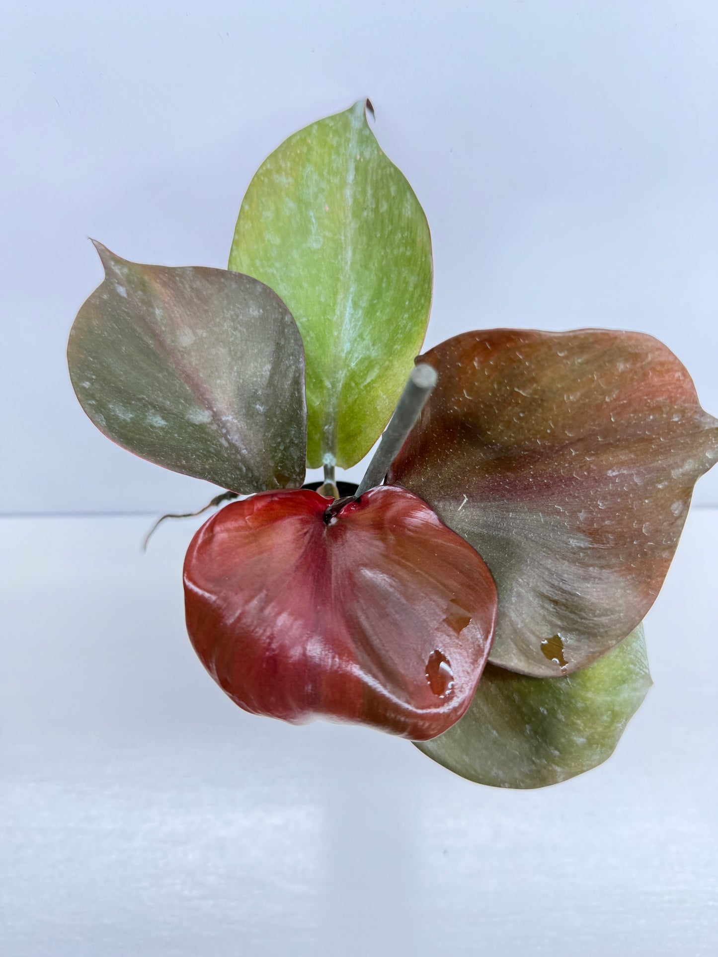 Philodendron Red Heart - Best Pick of the Crop!