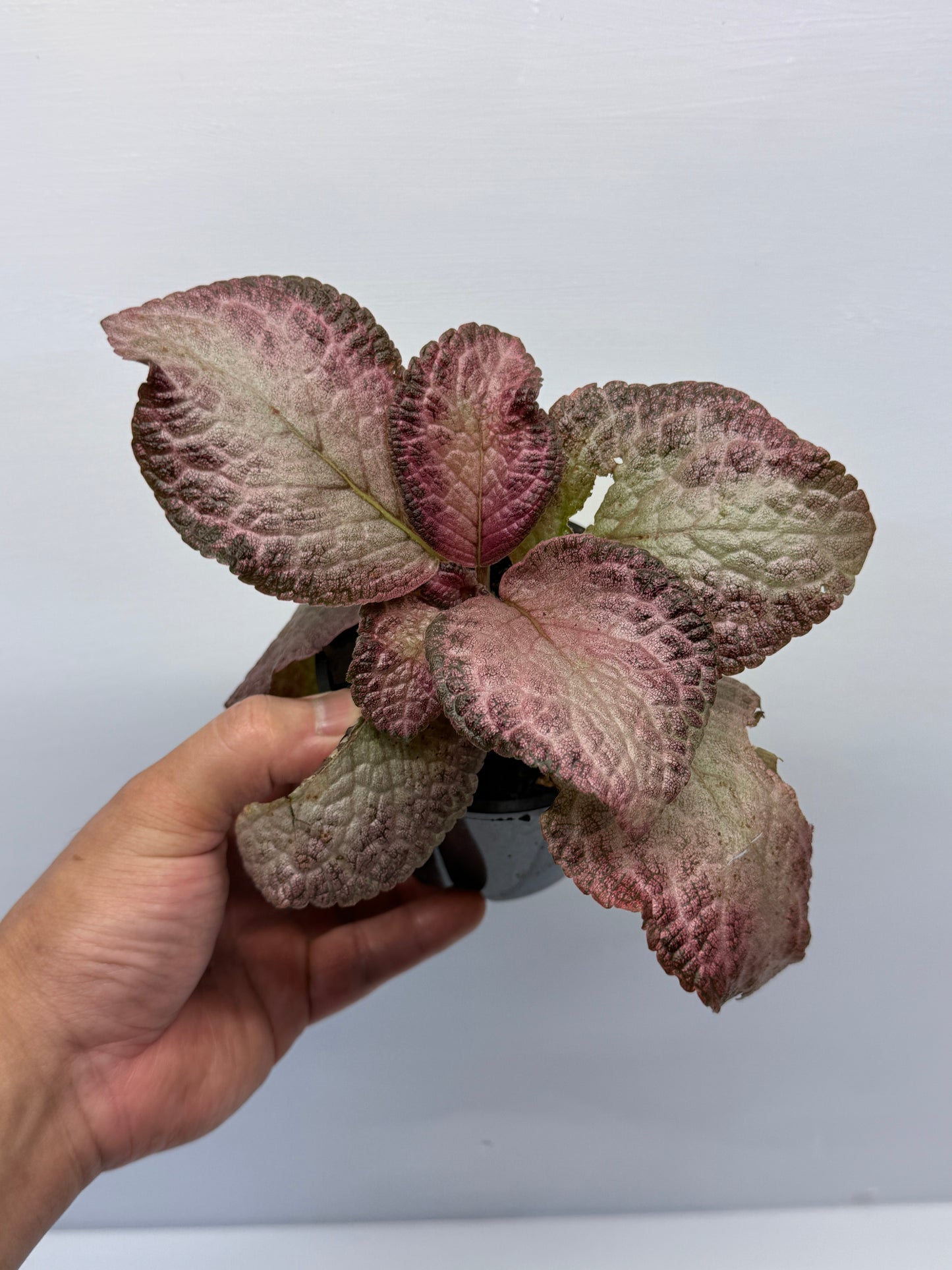 Episcia Cleopatra P57
