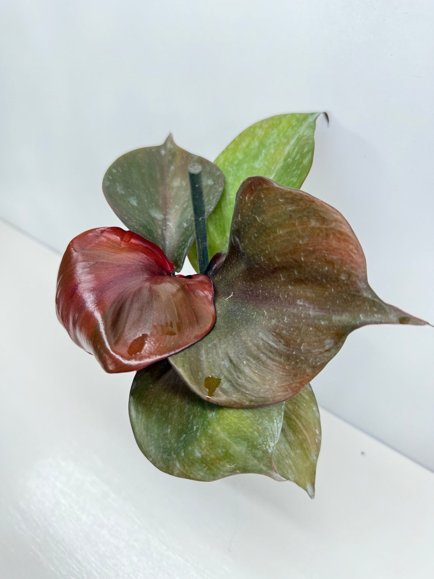 Philodendron Red Heart - Best Pick of the Crop!