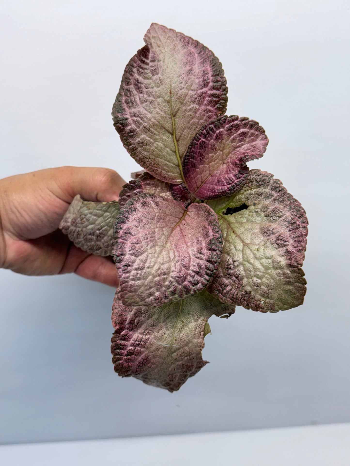 Episcia Cleopatra P57