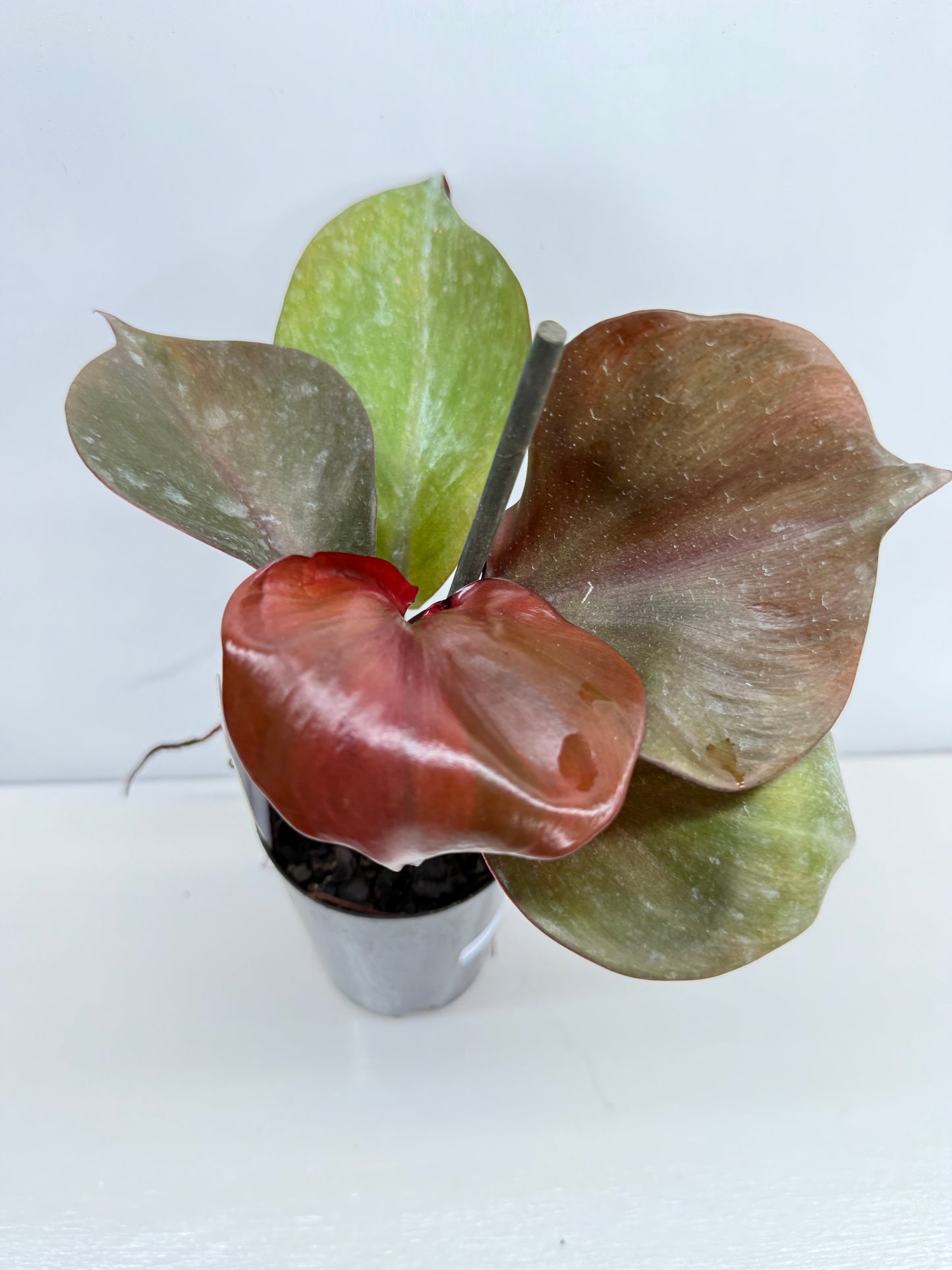 Philodendron Red Heart - Best Pick of the Crop!