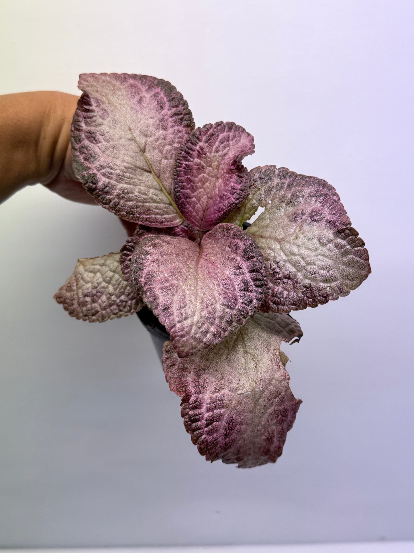 Episcia Cleopatra P57