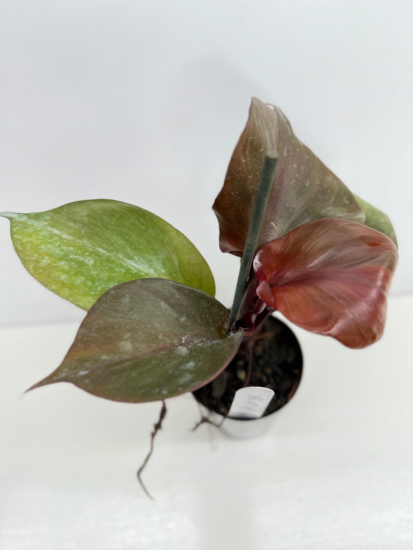Philodendron Red Heart - Best Pick of the Crop!